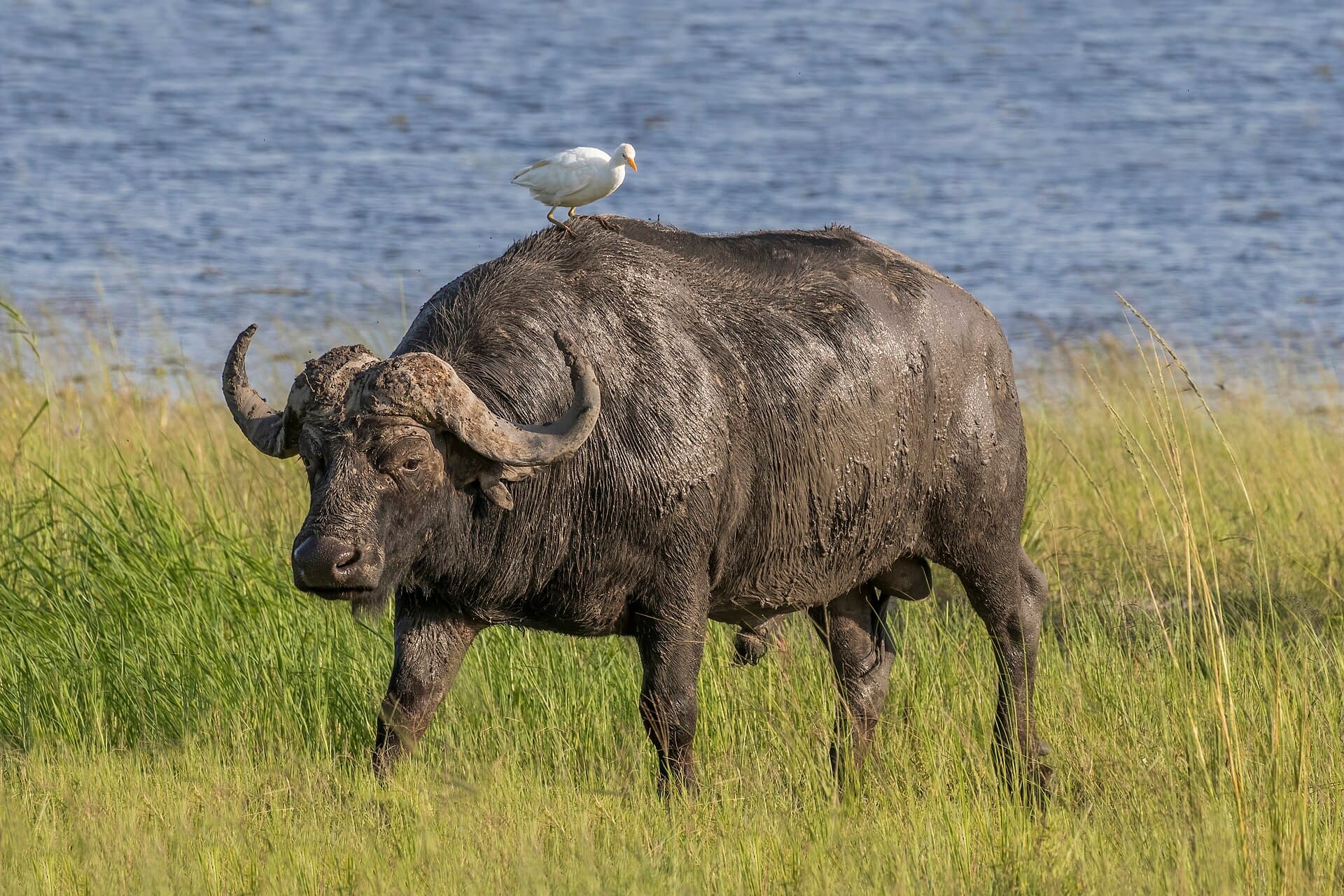 Koereiger (Bubulcus ibis) - African buffalo (Syncerus caffer caffer) male with cattle egret