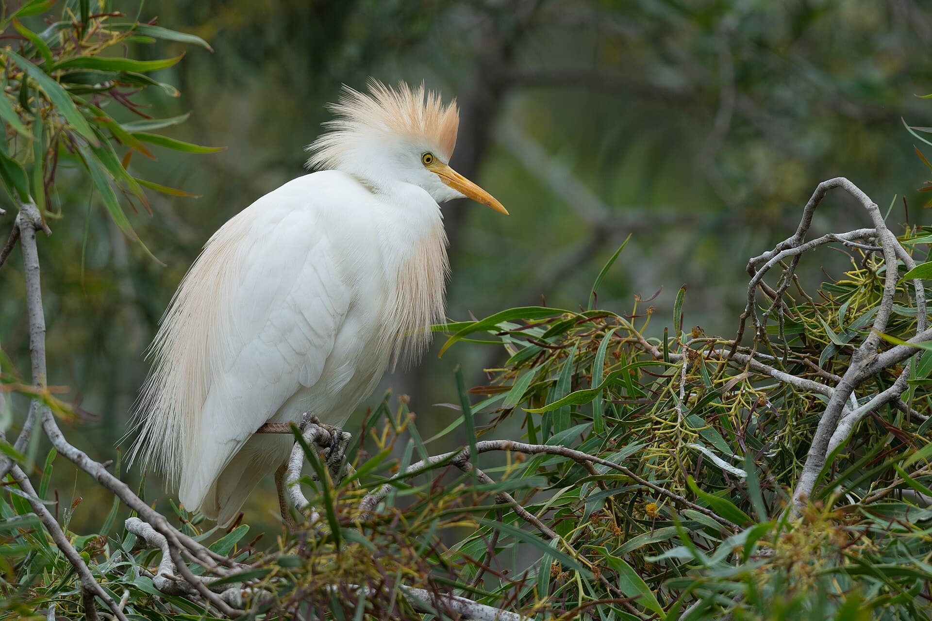 Koereiger (Bubulcus ibis) - Héron garde boeufs à Oued Mejerda