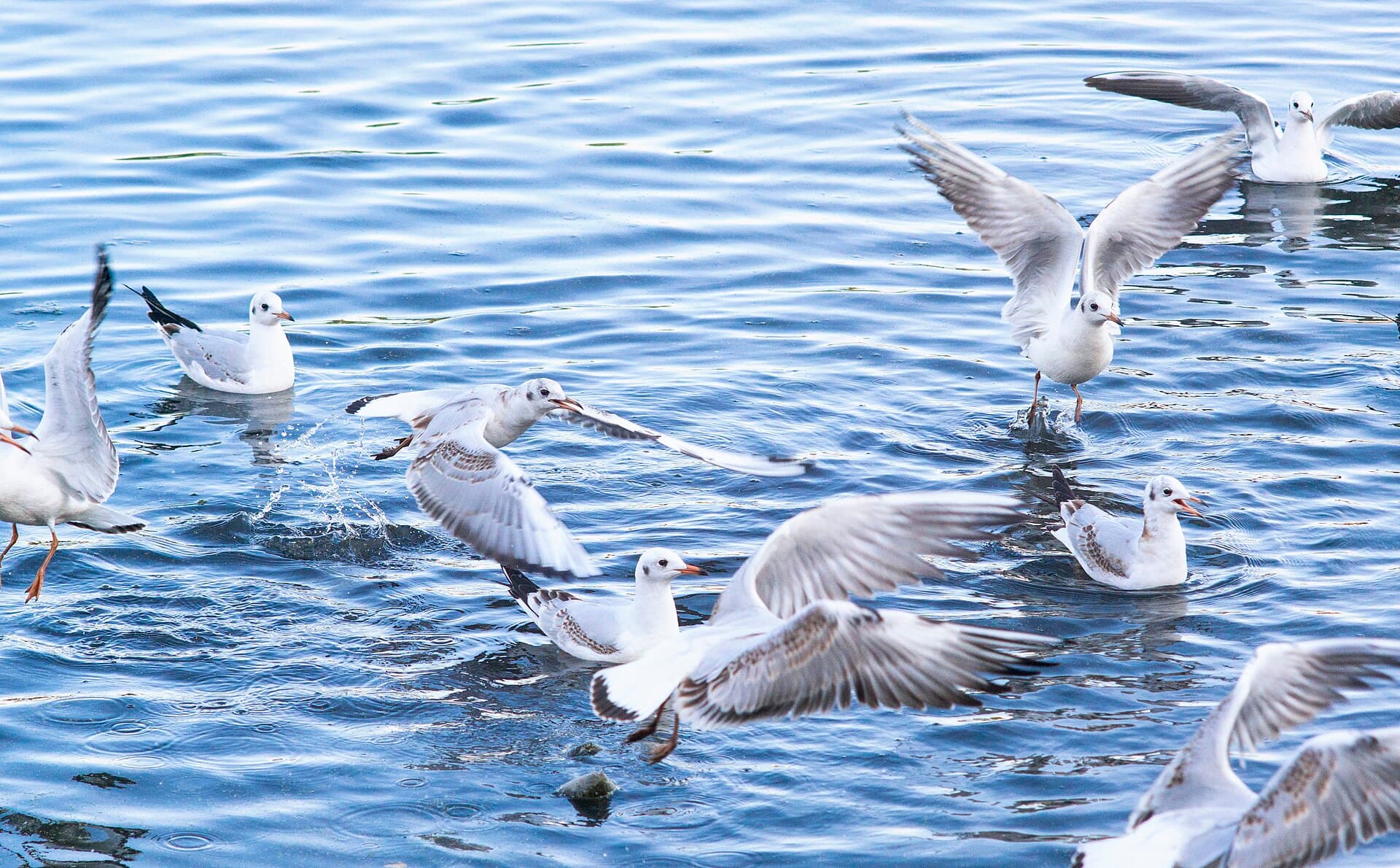 Kokmeeuw (Chroicocephalus ridibundus) - Seagulls in fighting