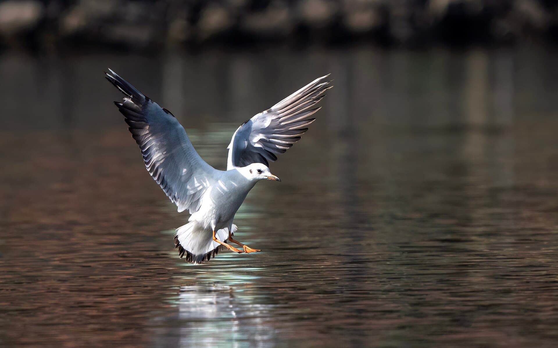 Kokmeeuw (Chroicocephalus ridibundus) - The Black Headed Gull