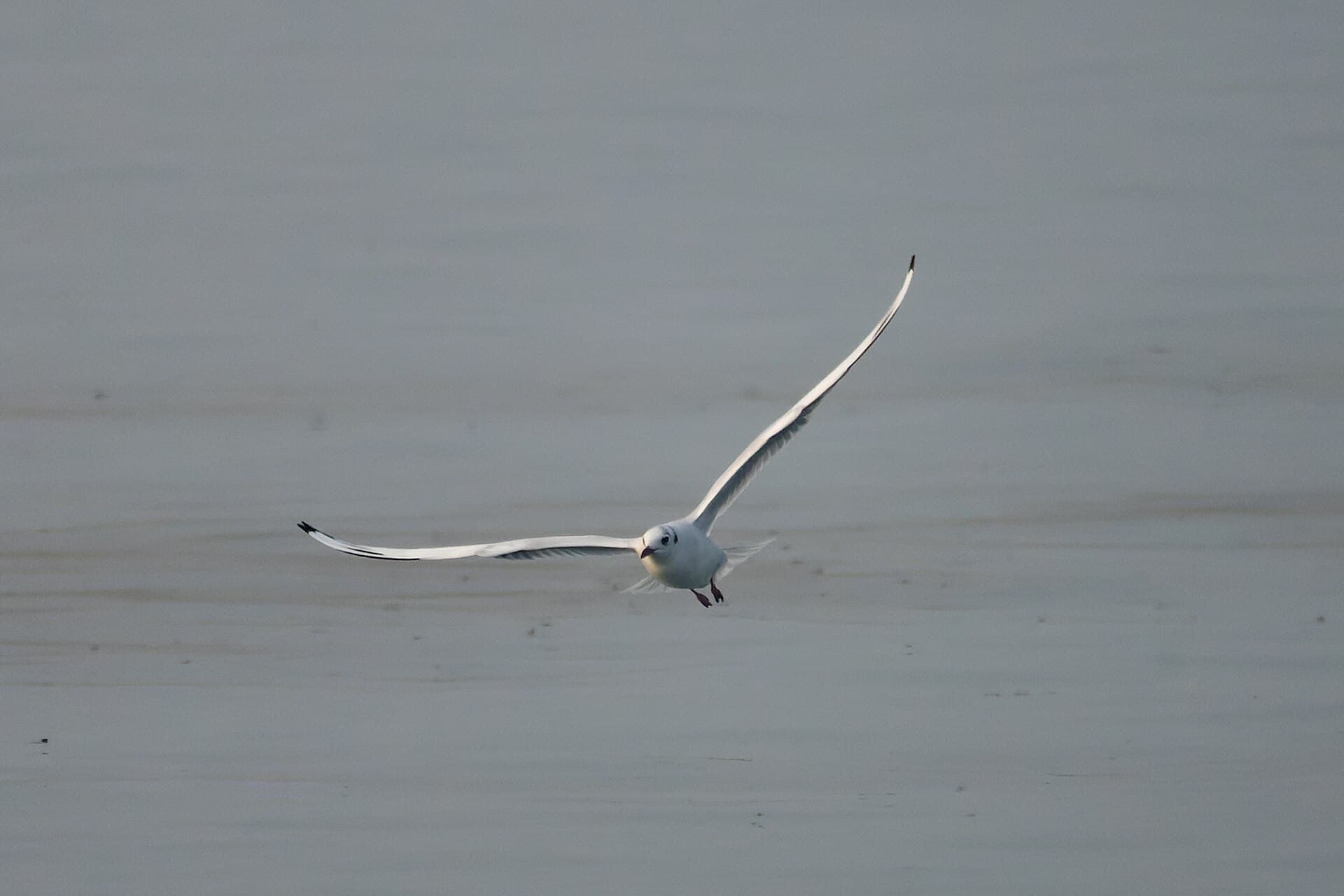 Kokmeeuw (Chroicocephalus ridibundus) - Black-headed Gull by Tisha Mukherjee 01