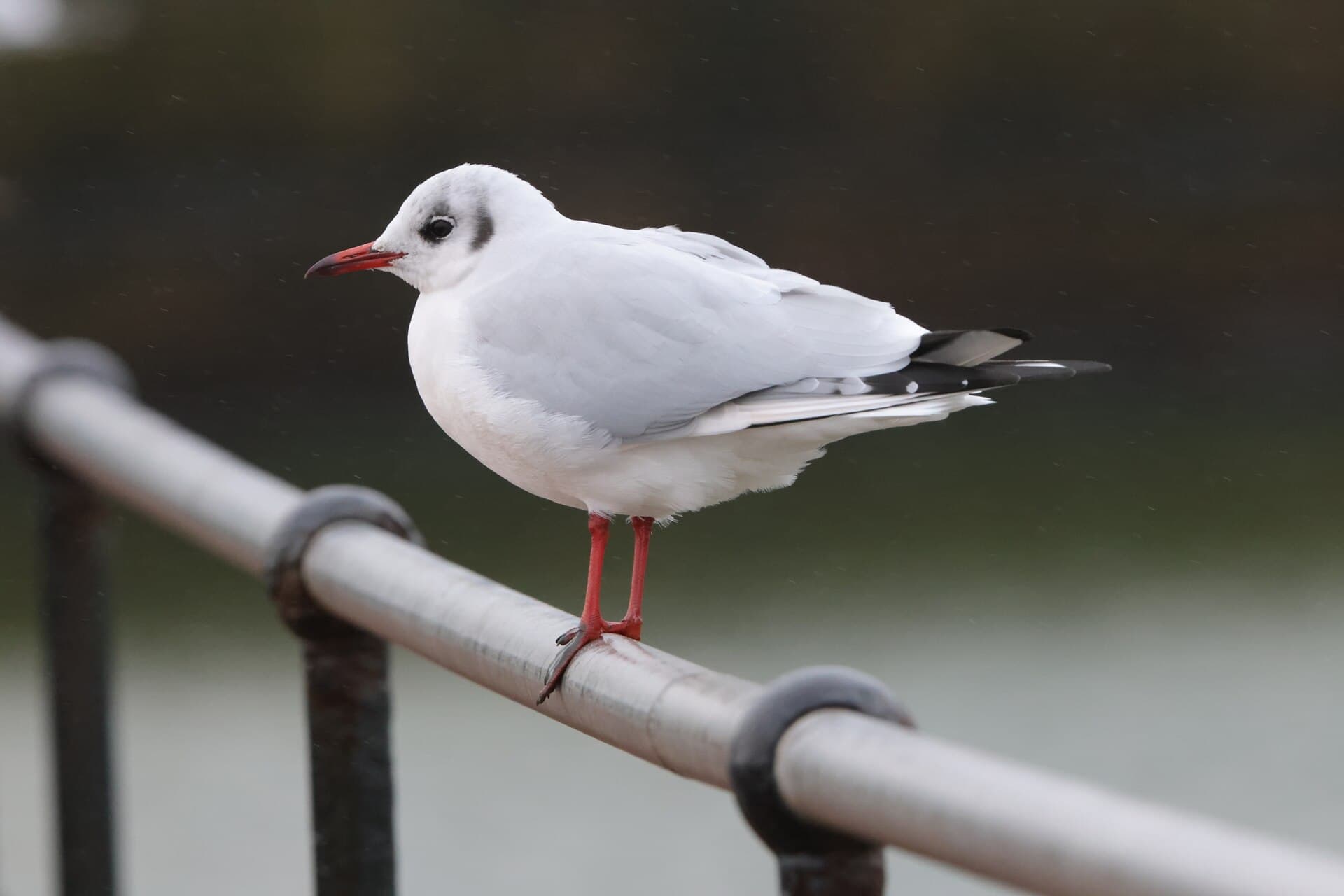 Kokmeeuw (Chroicocephalus ridibundus) - Chroicocephalus ridibundus 167974086