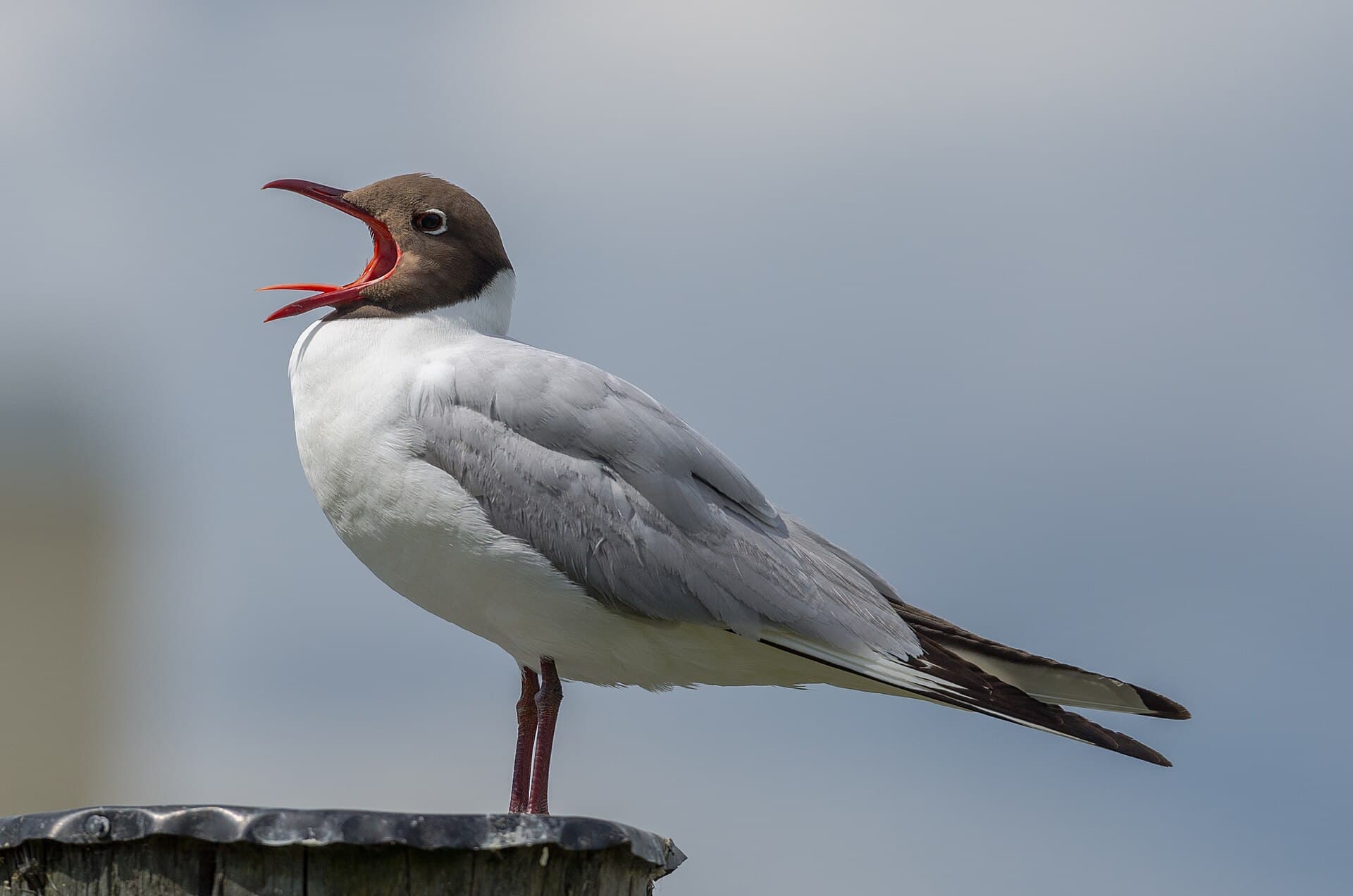 Kokmeeuw (Chroicocephalus ridibundus) - Chroicocephalus ridibundus 2012a