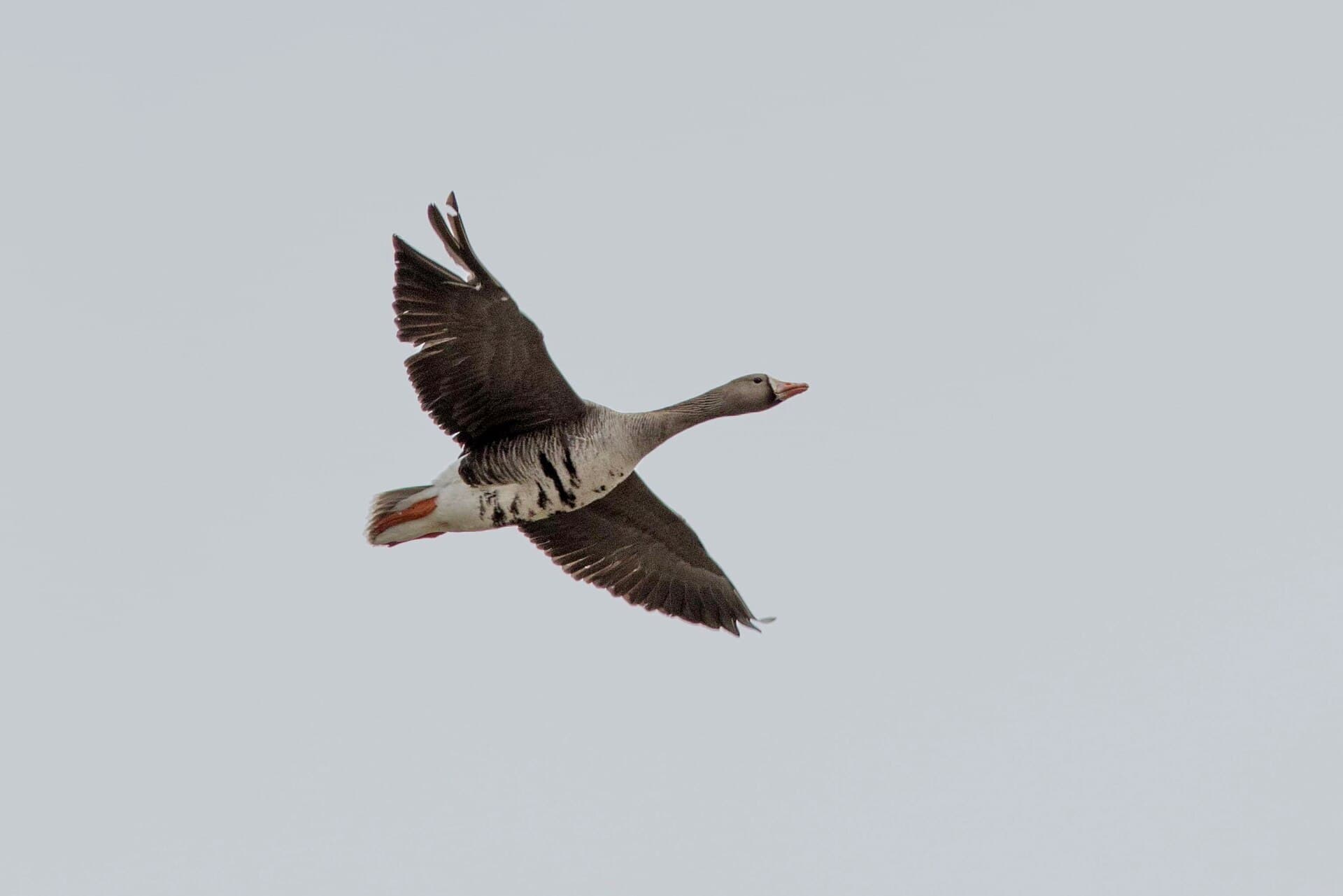 Kolgans (Anser albifrons) - Greater White-fronted Goose, Cambridge Bay, Nunavut 45785331