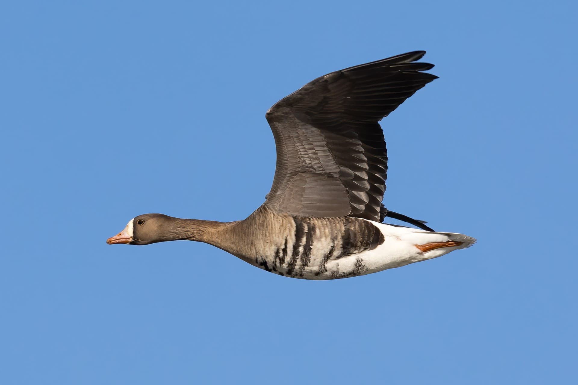 Kolgans (Anser albifrons) - Greater white-fronted goose in flight-1413