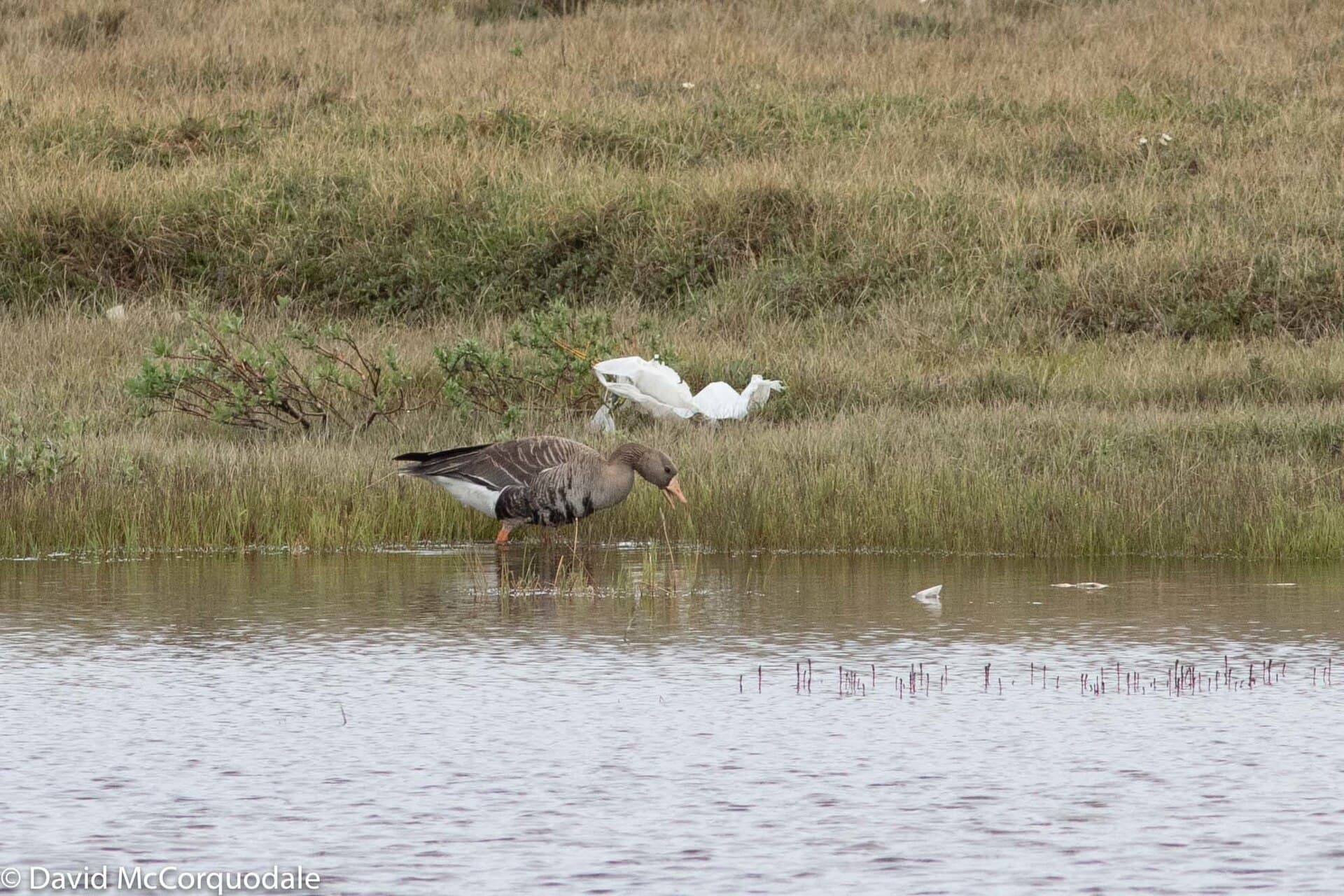 Kolgans (Anser albifrons) - Greater White-fronted Goose, Cambridge Bay, Nunavut 45387428