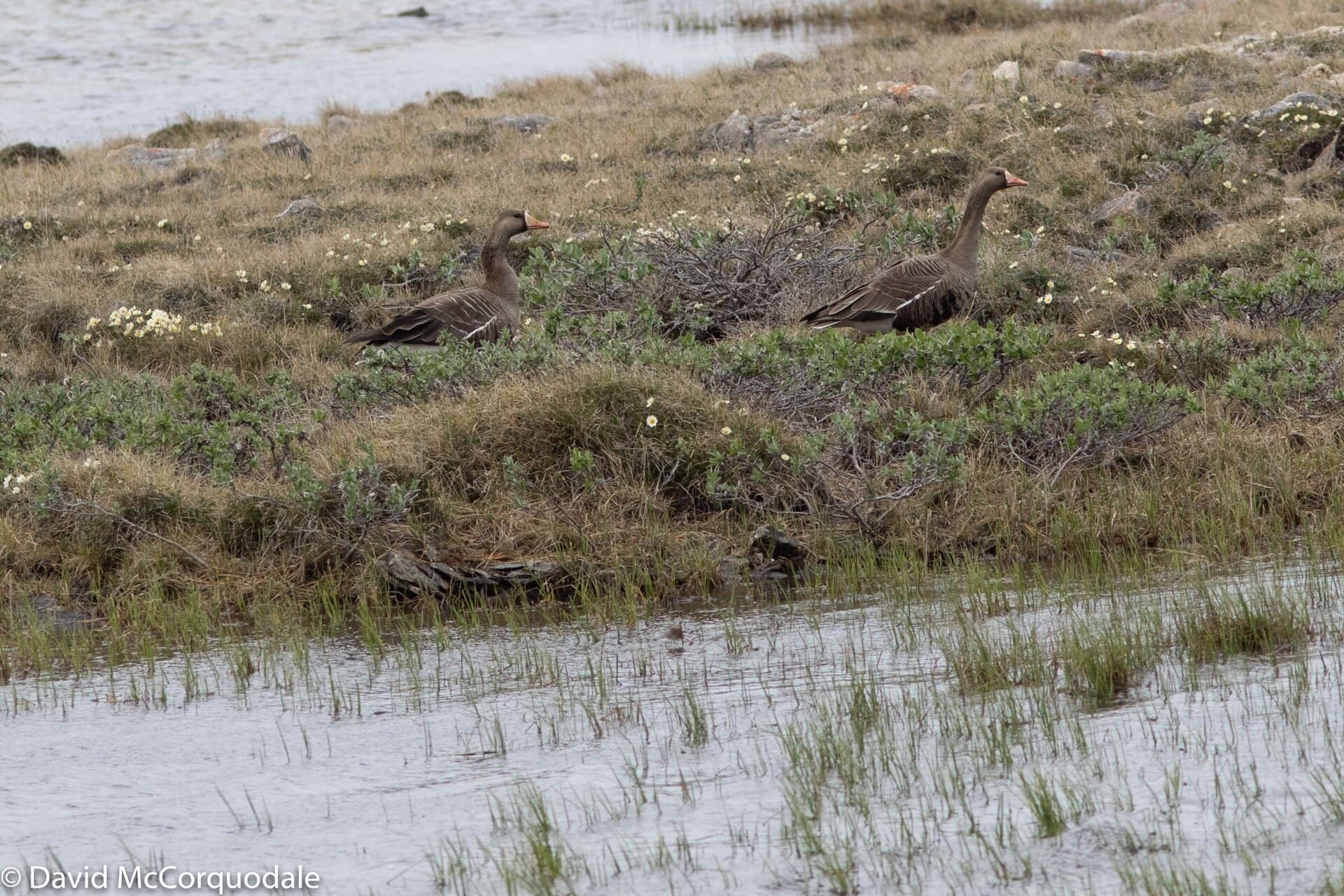 Kolgans (Anser albifrons) - Greater White-fronted Goose, Cambridge Bay, Nunavut 45424762