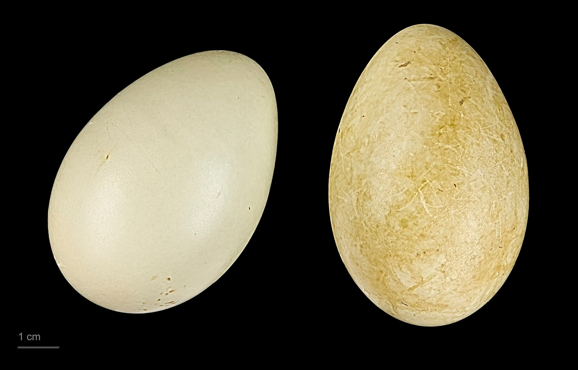 Koningseidereend (Somateria spectabilis) - Somateria spectabilis MHNT.ZOO.2010.11.27.3