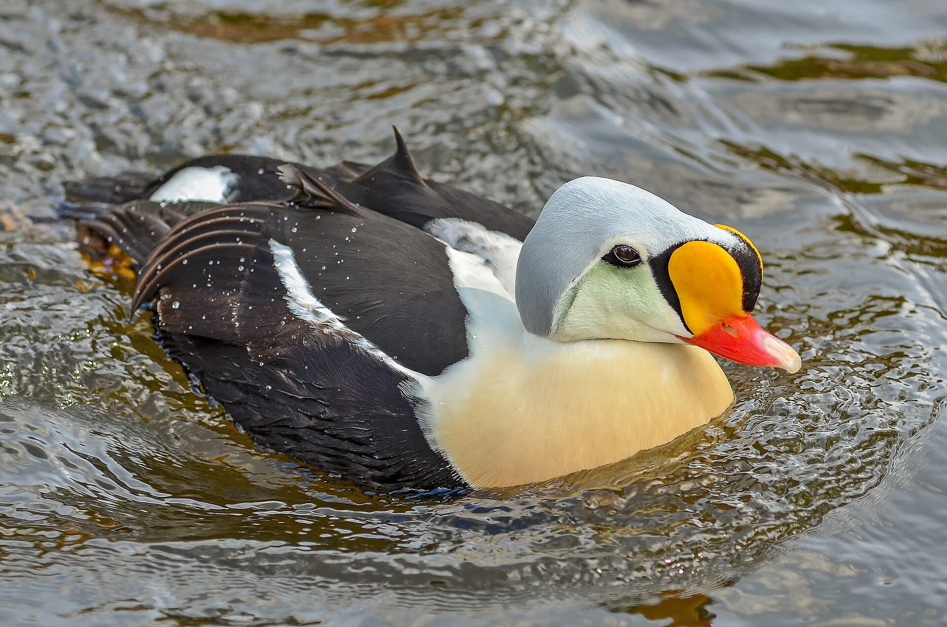 Koningseidereend (Somateria spectabilis) - Somateria spectabilis (King Eider - Prachteiderente) - Weltvogelpark Walsrode 2012-16