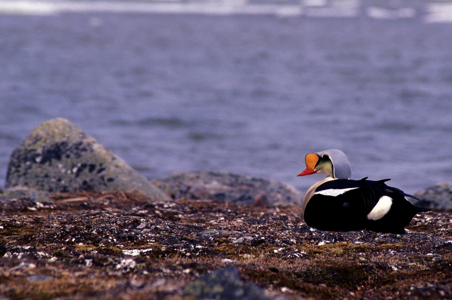Koningseidereend (Somateria spectabilis) - King Eider imported from iNaturalist photo 109904205 on 1 January 2024