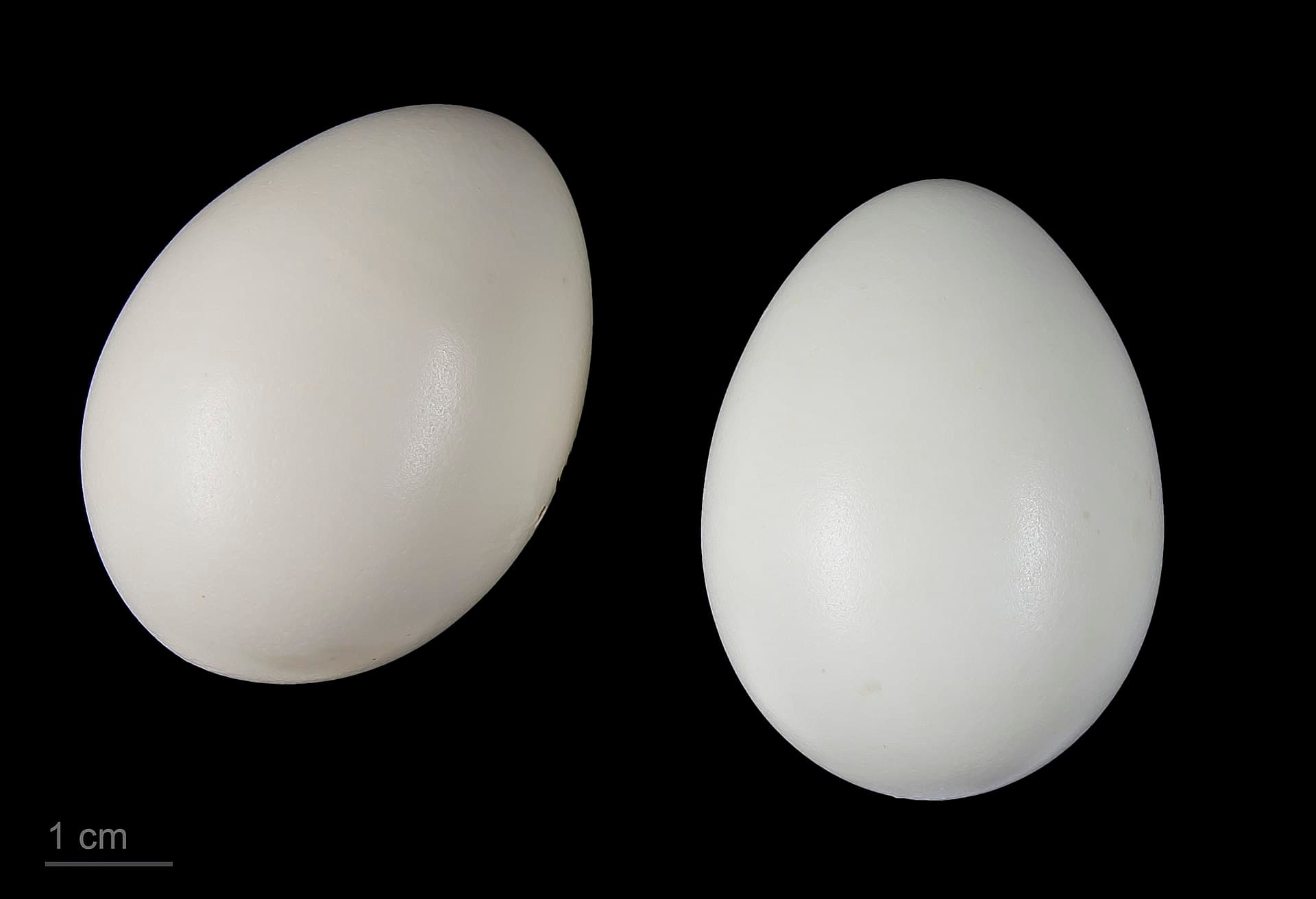 Koningsfazant (Syrmaticus reevesii) - Syrmaticus reevesii MHNT.ZOO.2010.11.8.5