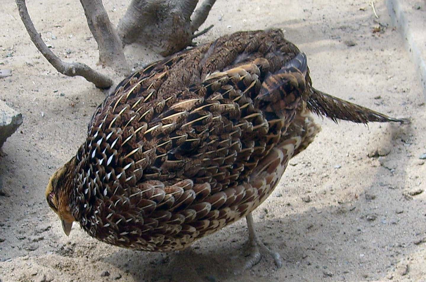 Koningsfazant (Syrmaticus reevesii) - Syrmaticus reevesii-female
