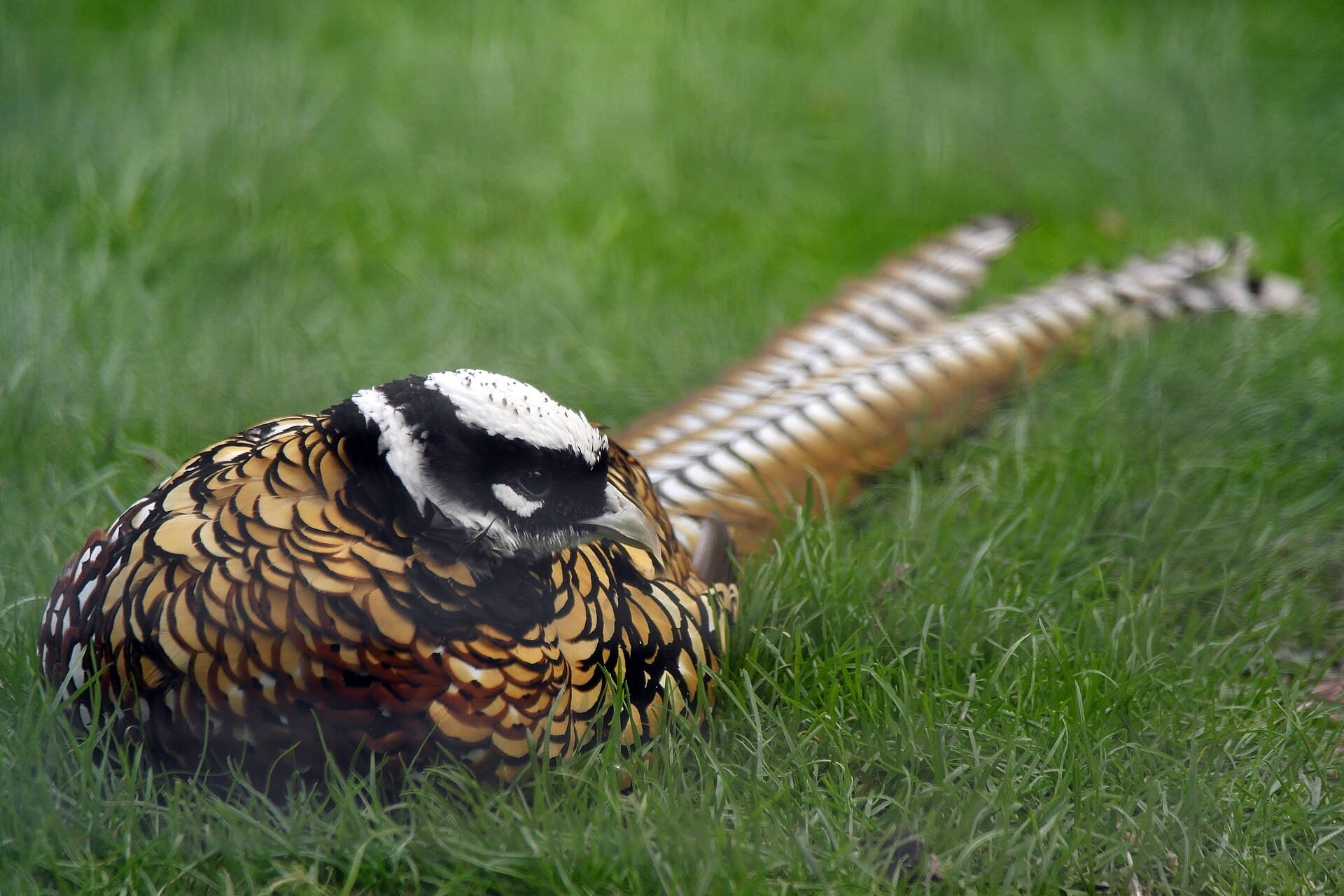 Koningsfazant (Syrmaticus reevesii) - Kinesisk kungsfasan