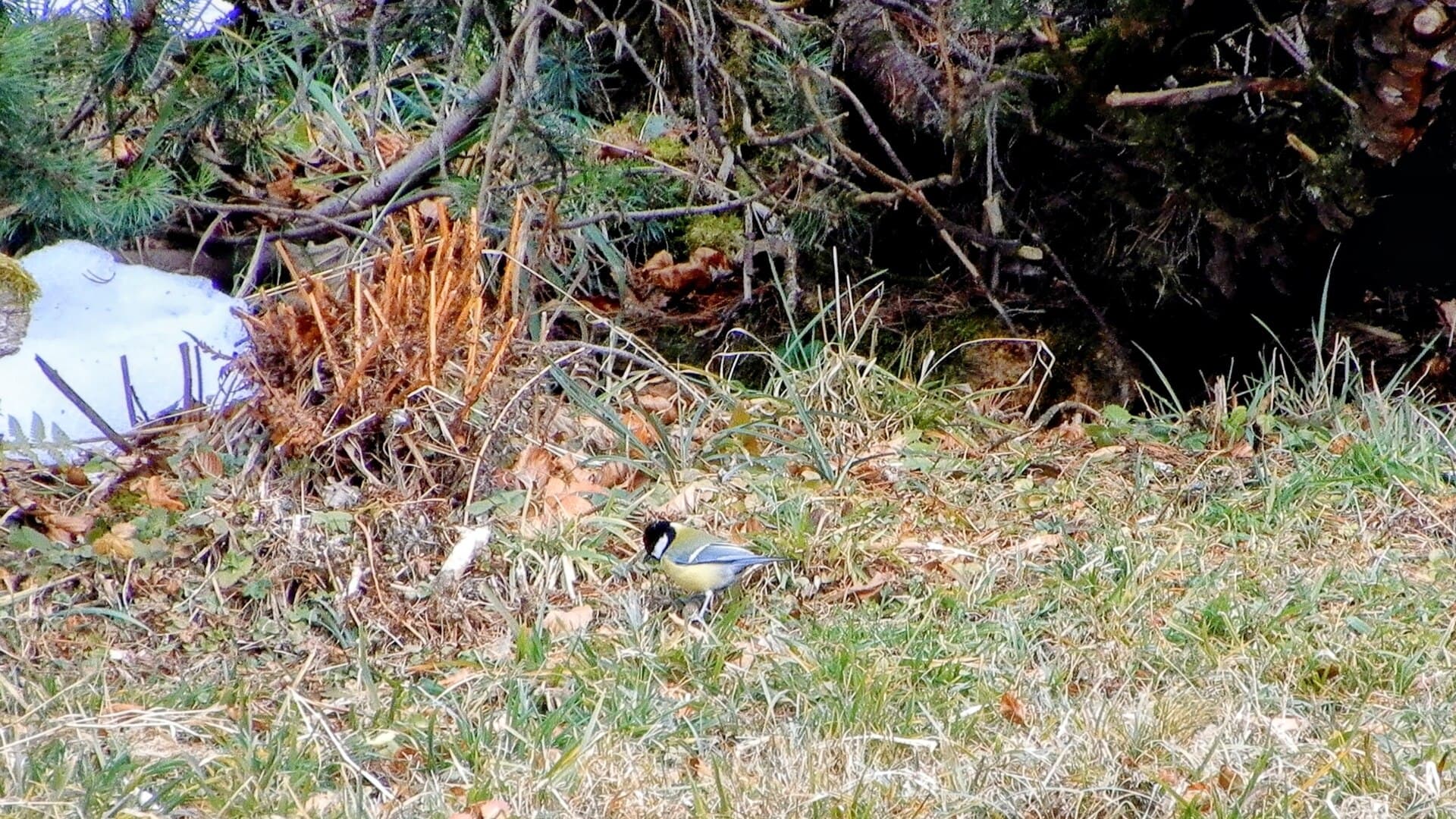 Koolmees (Parus major) - Parus major 107824780