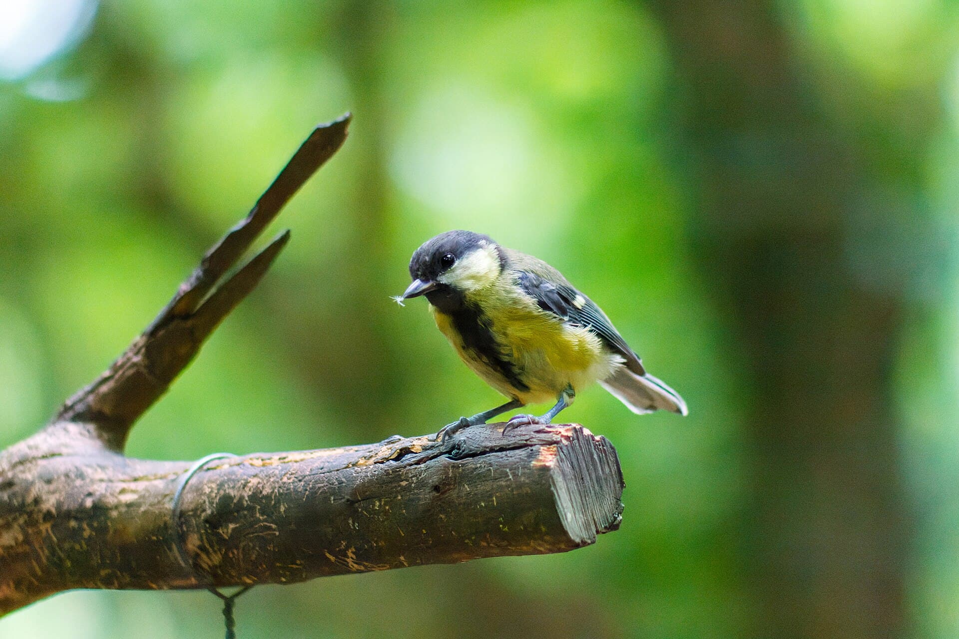 Koolmees (Parus major) - 20220713-great-tit