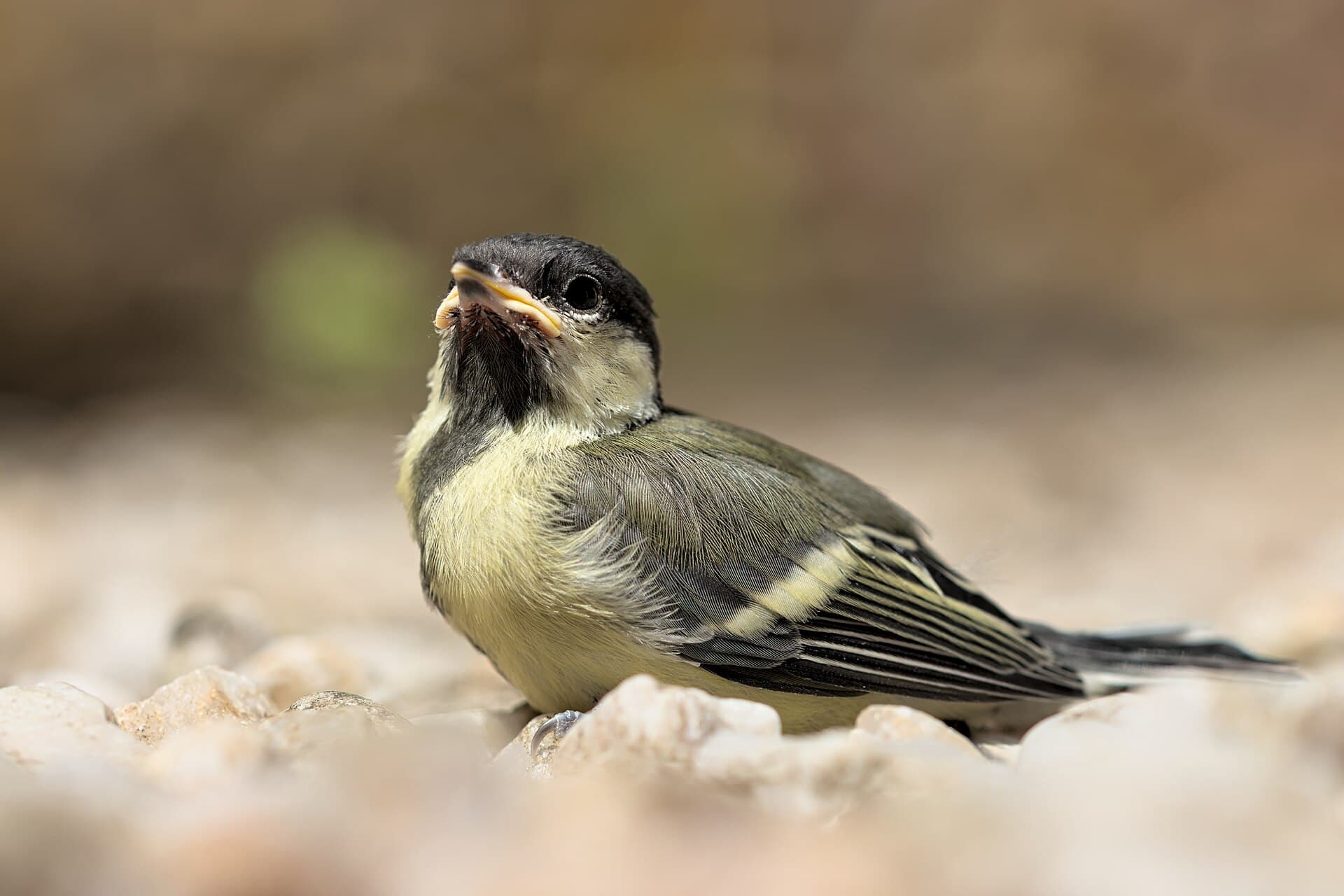 Koolmees (Parus major) - Parus major (Périgné) 13062022 02