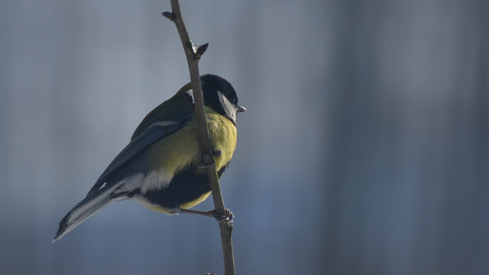 Koolmees (Parus major) - Sikora bogatka (Parus major)