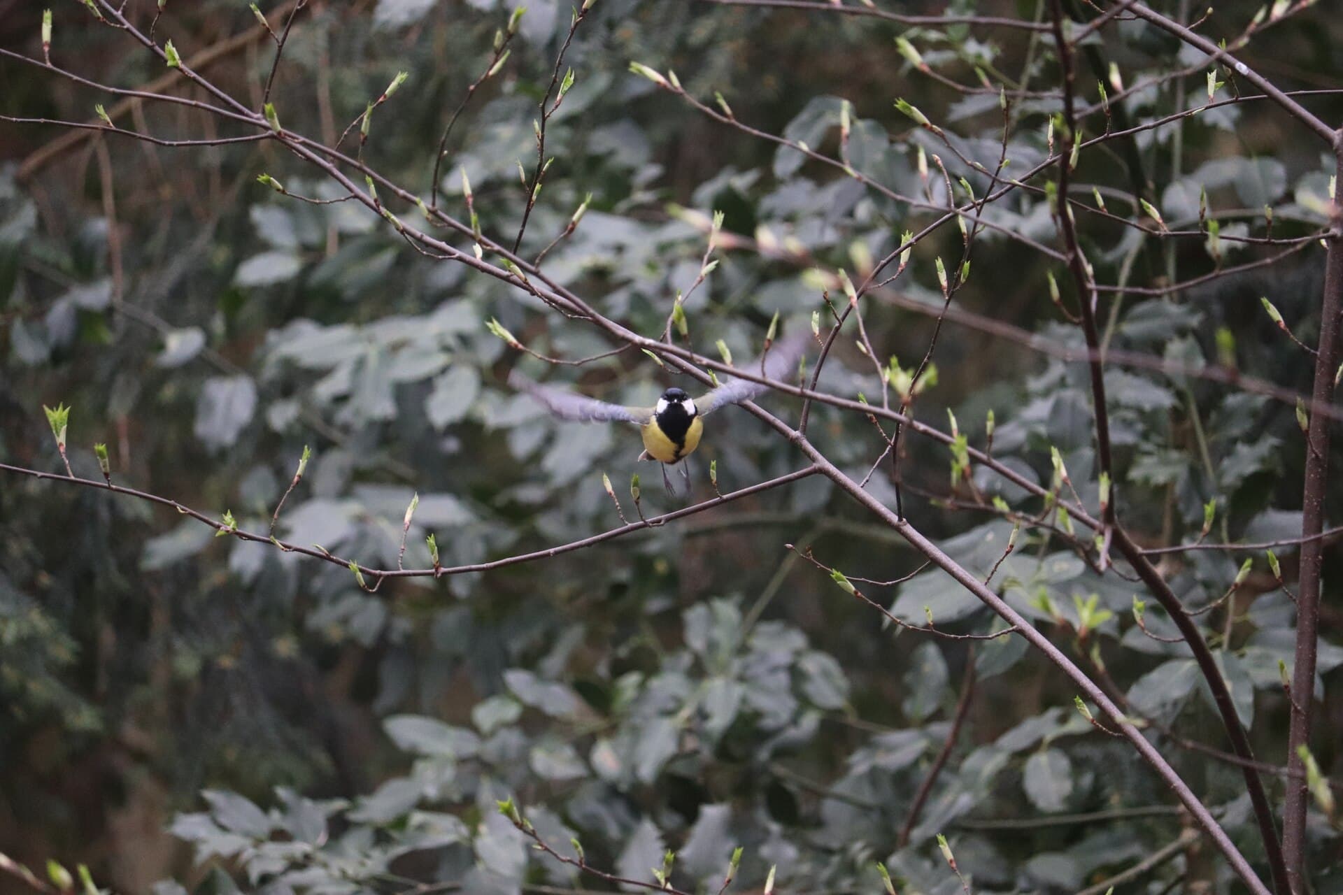 Koolmees (Parus major) - Parus major 116793495