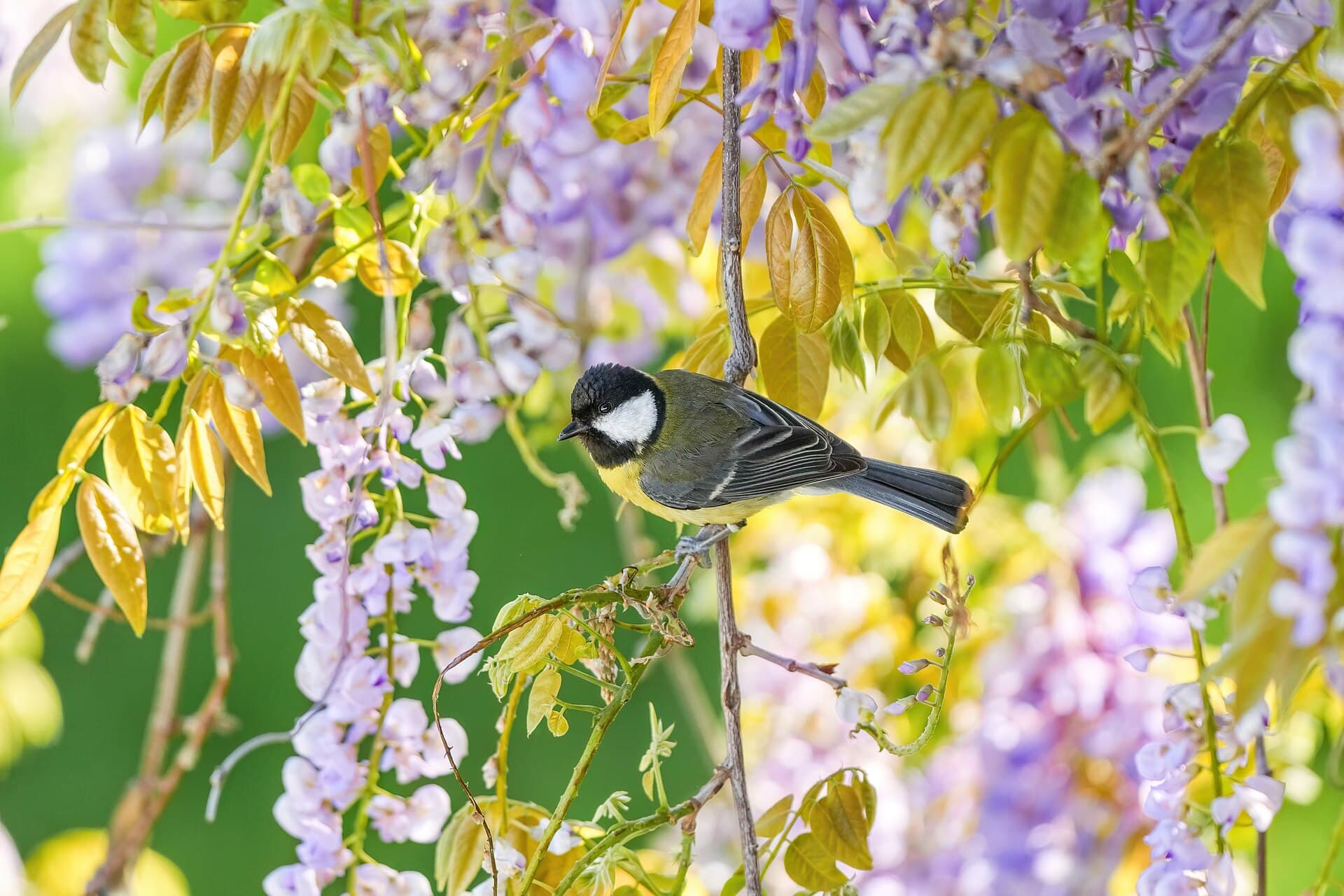 Koolmees (Parus major) - 029 Great tit standing on flowering Wisteria in Glâne District Photo by Giles Laurent
