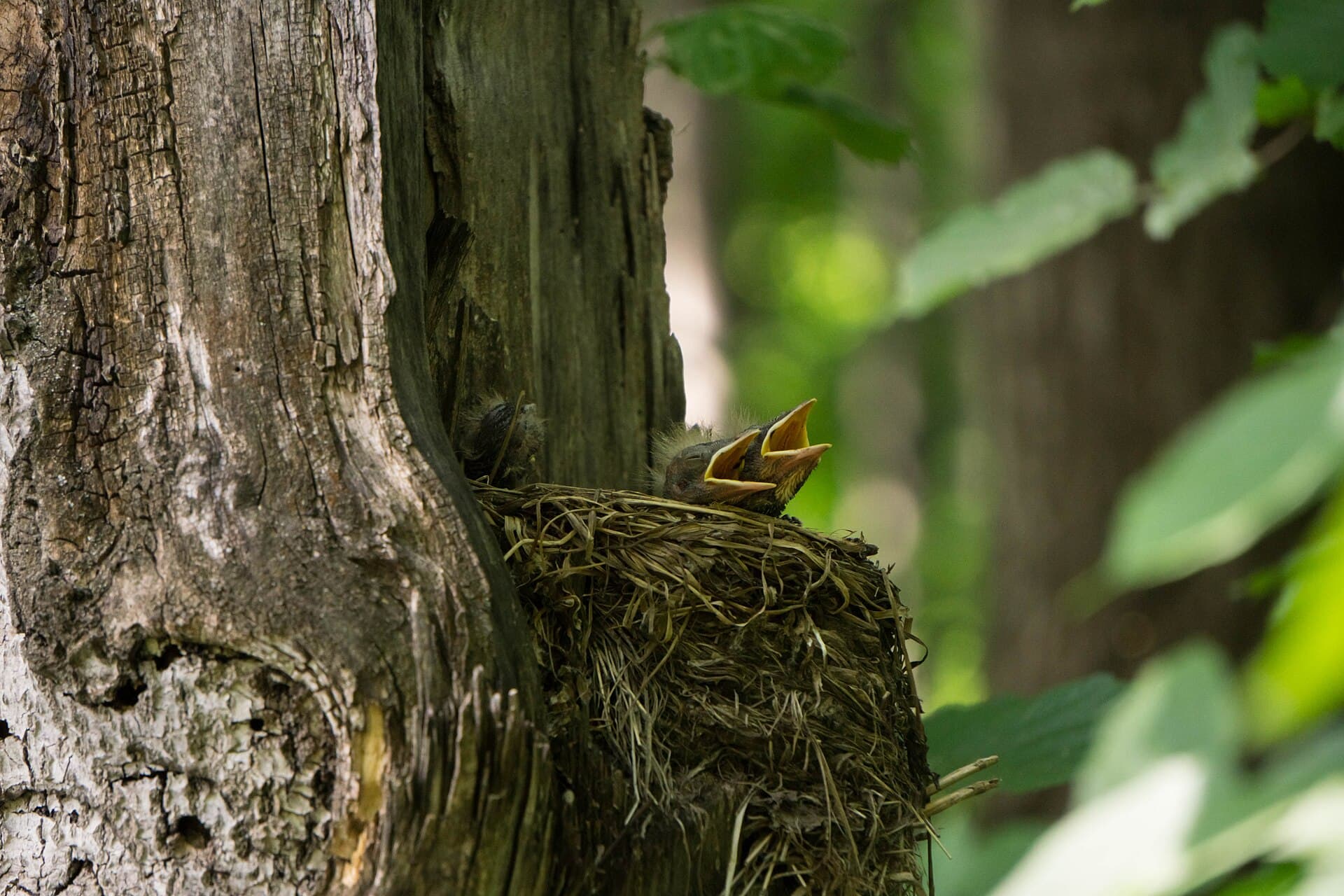 Koperwiek (Turdus iliacus) - Птенцы дрозда-белобровика в гнезде