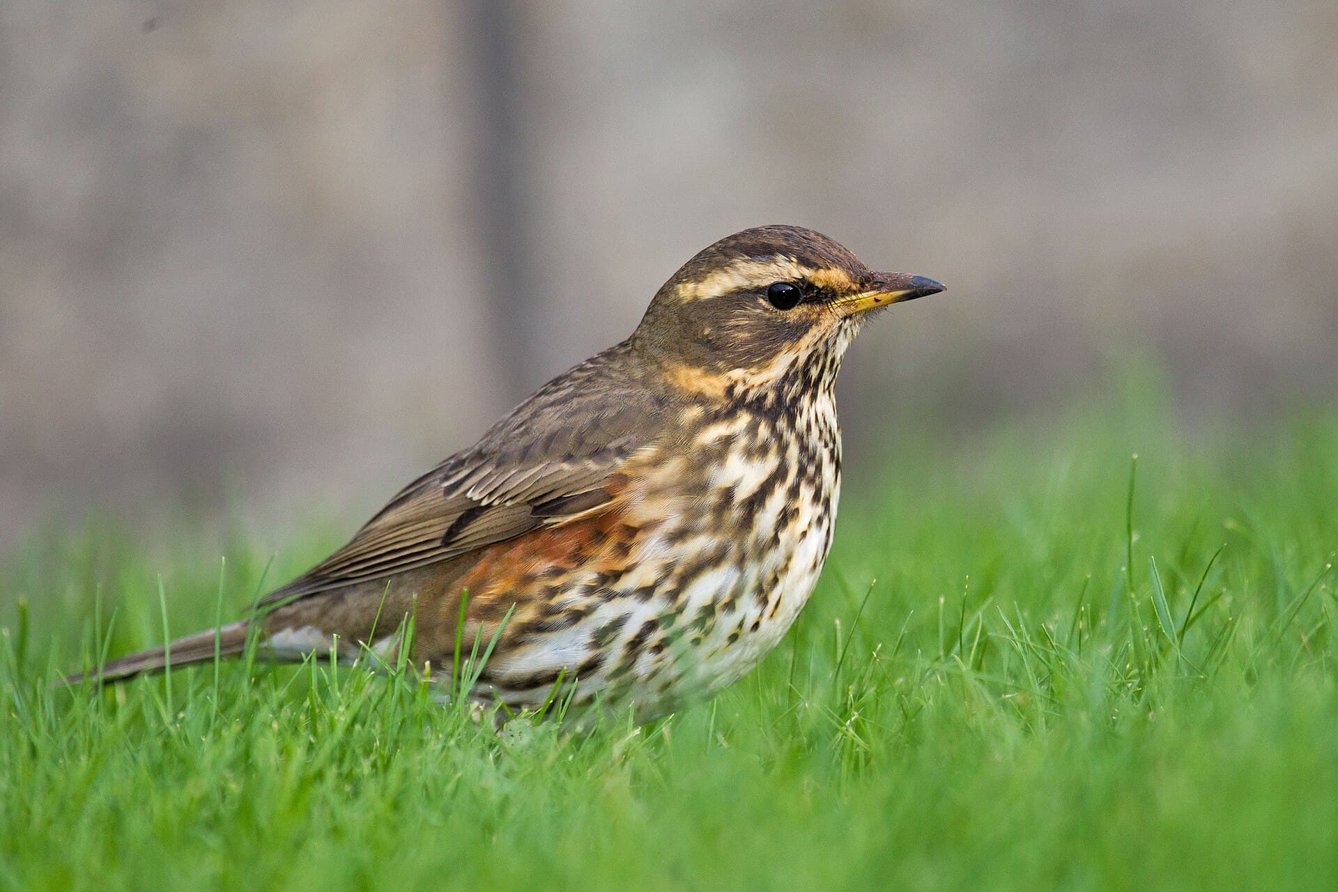 Koperwiek (Turdus iliacus) - Redwing Turdus iliacus