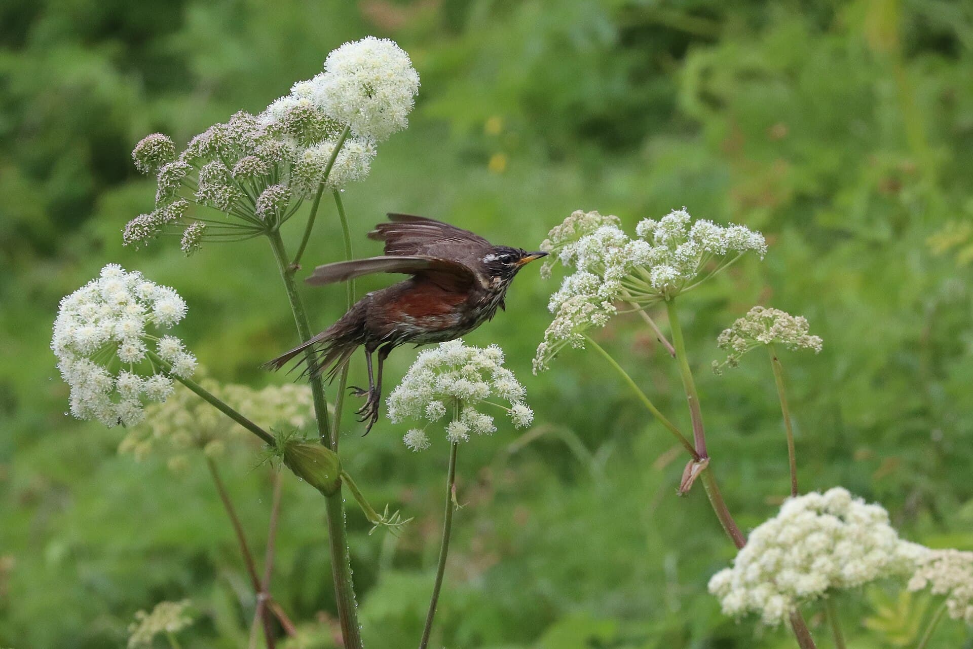 Koperwiek (Turdus iliacus) - Redwing in flight