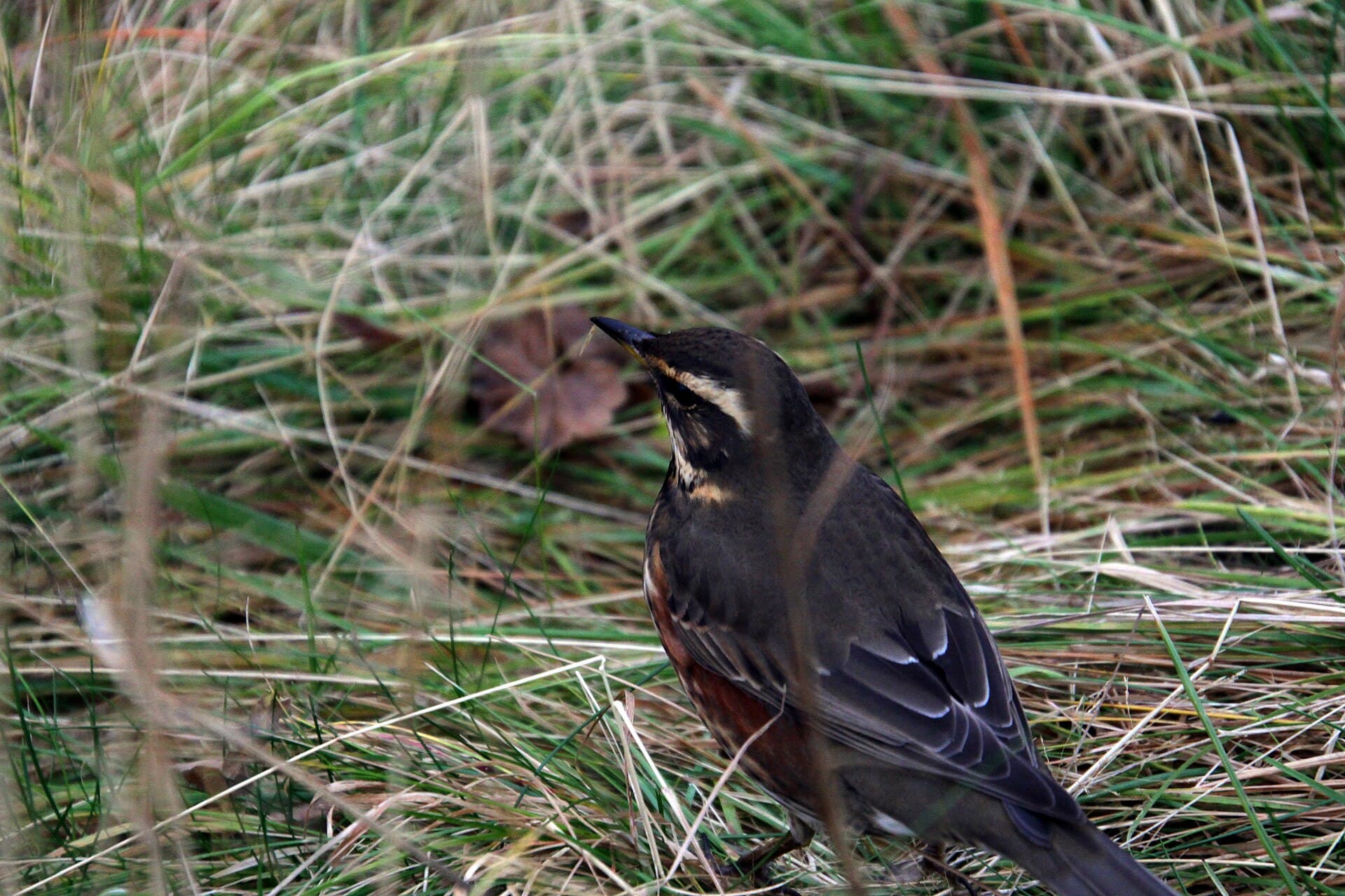 Koperwiek (Turdus iliacus) - Seljalandsfoss iceland hdsr Grive Mauvis Coburni 2019 10 18 9999 686 - Copie
