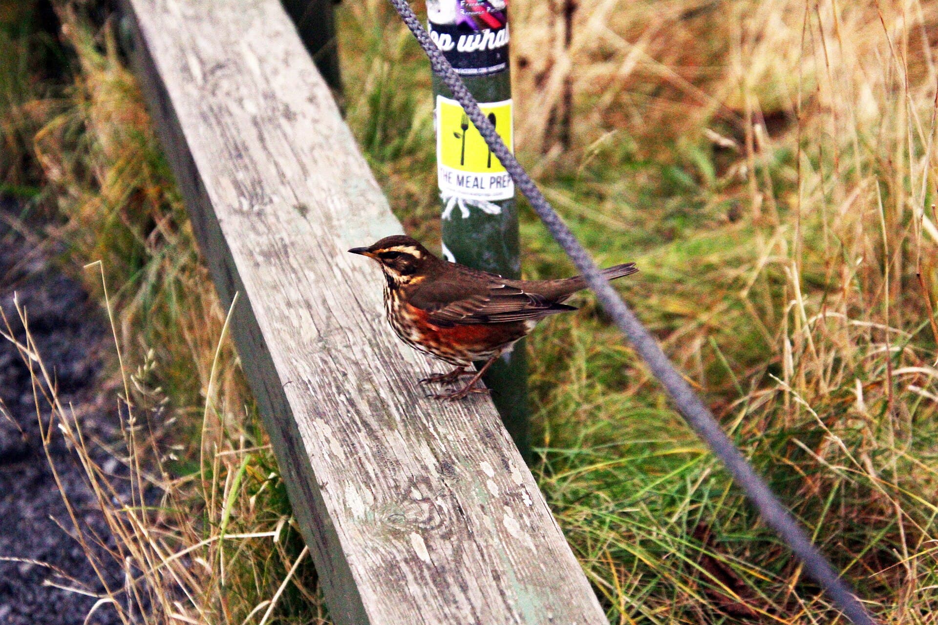 Koperwiek (Turdus iliacus) - Seljalandsfoss iceland hdsr Grive Mauvis Coburni 2019 10 18 9999 678 - Copie