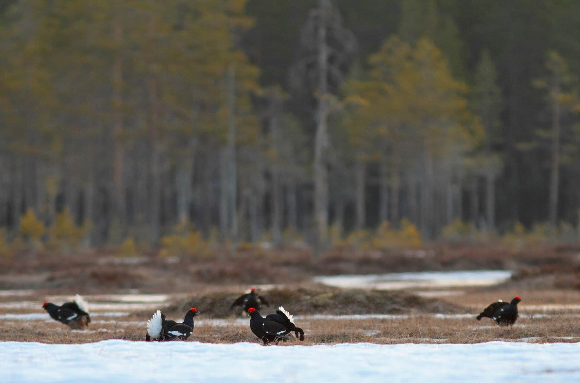 Korhoen (Lyrurus tetrix) - Korhoen - black grouse - Lyrurus tetrix 2