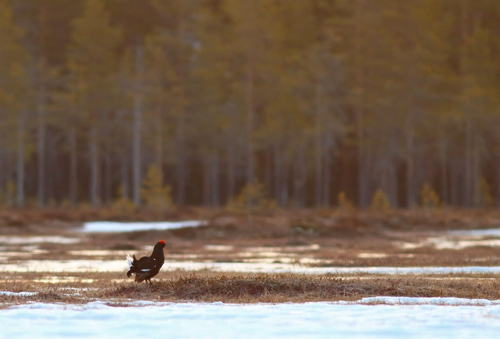 Korhoen (Lyrurus tetrix) - Korhoen - black grouse - Lyrurus tetrix 3