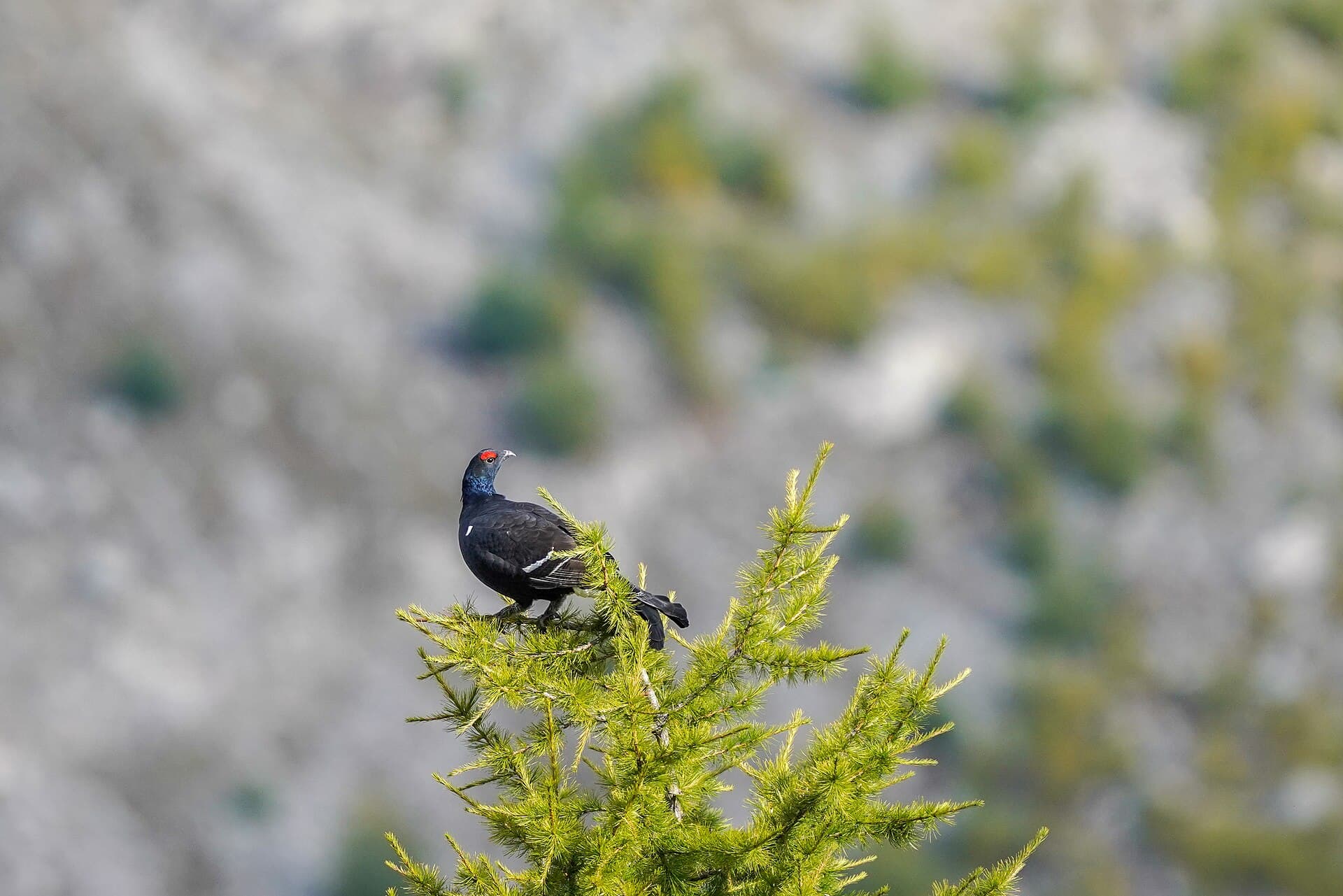 Korhoen (Lyrurus tetrix) - 016 Wild Black Grouse Riederalp Switzerland Photo by Giles Laurent