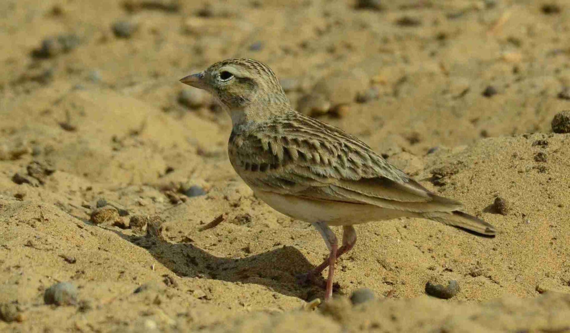 Kortteenleeuwerik (Calandrella brachydactyla) - Greater Short-toed Lark, Dessert National Park, Jaisalmer, Rajasthan imported from iNaturalist photo 171509563