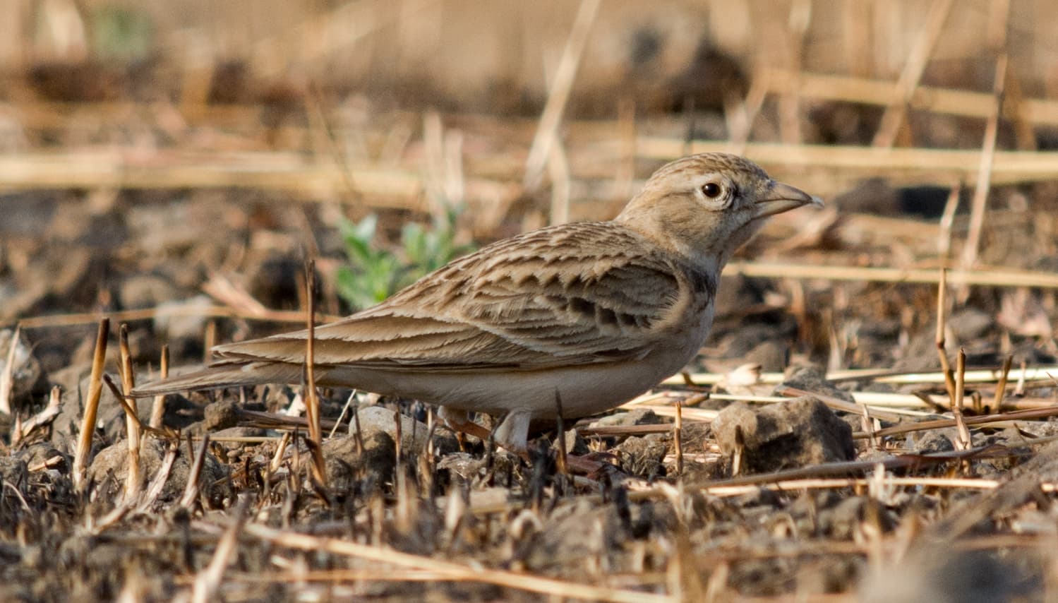 Kortteenleeuwerik (Calandrella brachydactyla) - Greater Short-toed Lark Calandrella brachydactyla by Vedant Kasambe 01