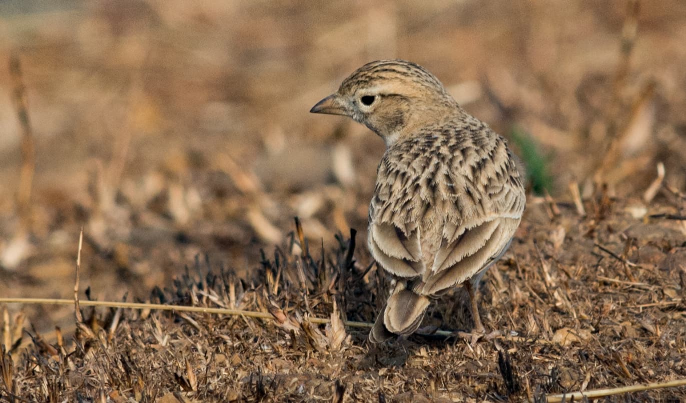 Kortteenleeuwerik (Calandrella brachydactyla) - Greater Short-toed Lark Calandrella brachydactyla by Vedant Kasambe 03