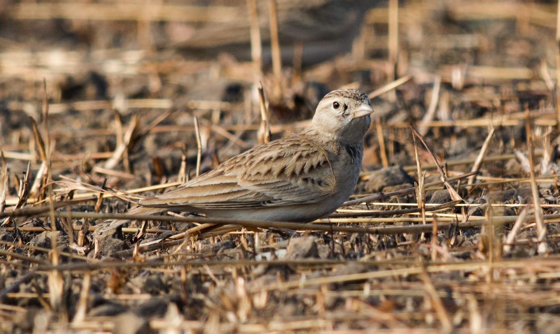 Kortteenleeuwerik (Calandrella brachydactyla) - Greater Short-toed Lark Calandrella brachydactyla by Vedant Kasambe 02