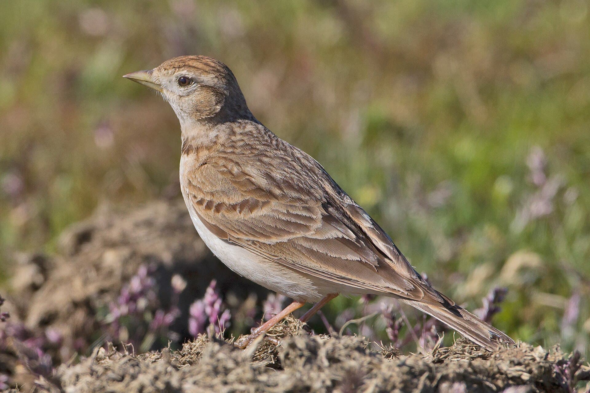 Kortteenleeuwerik (Calandrella brachydactyla) - Alondra