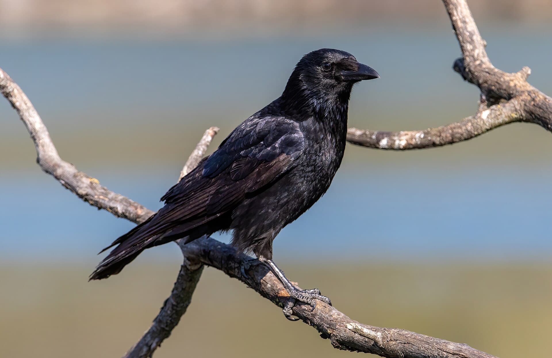Kraai (Corvus corone) - Carrion crow perched on a branch 01