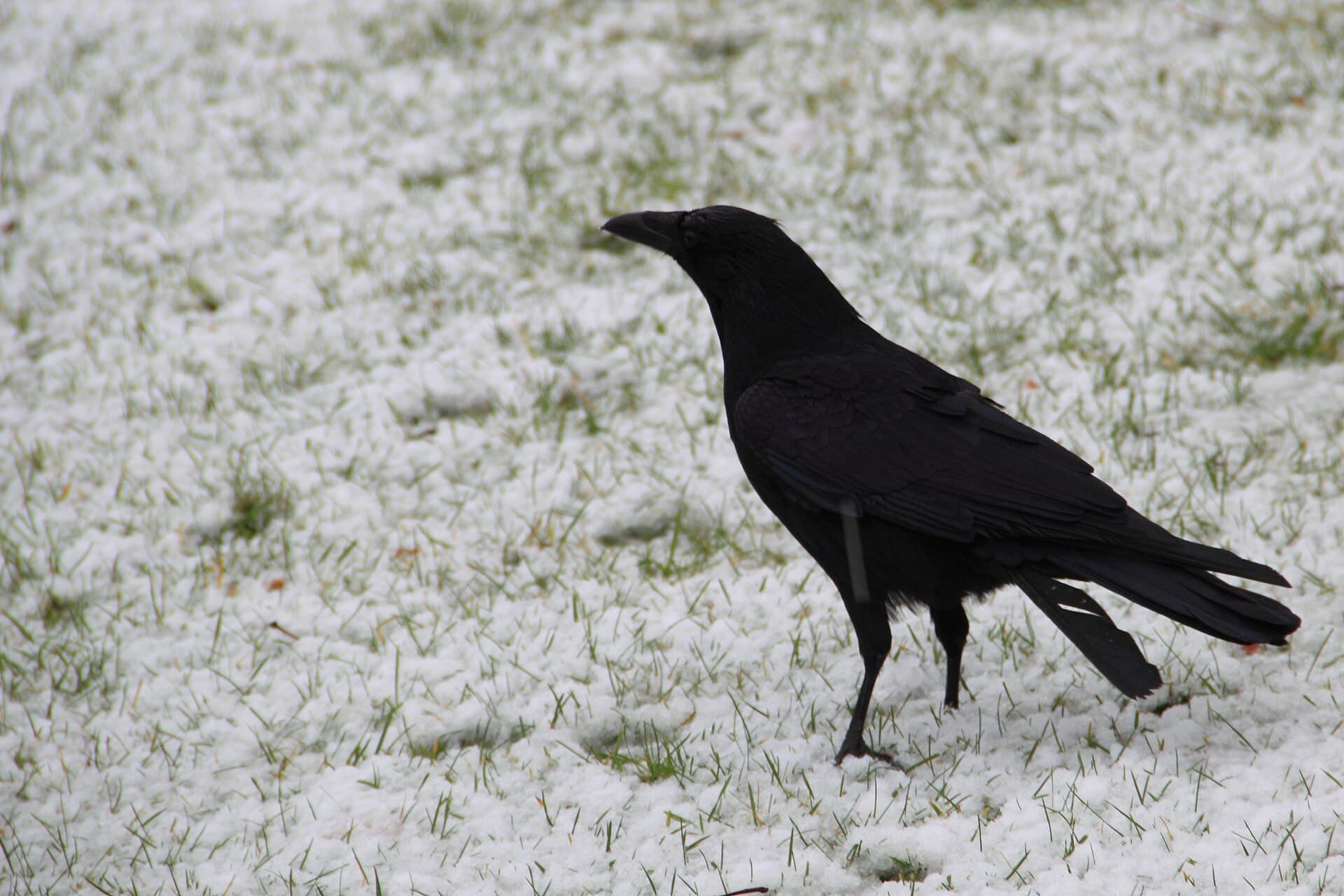 Kraai (Corvus corone) - Corneille neige Annecy