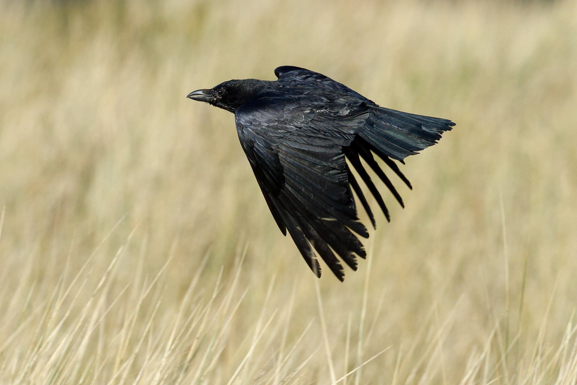 Kraai (Corvus corone) - Carrion Crow in Jersey