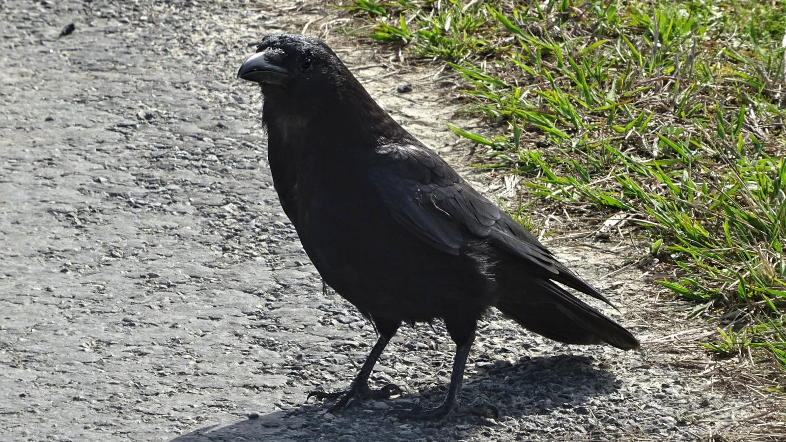 Kraai (Corvus corone) - Agraula o Corbaishina - Corvus corone - Corneille noire