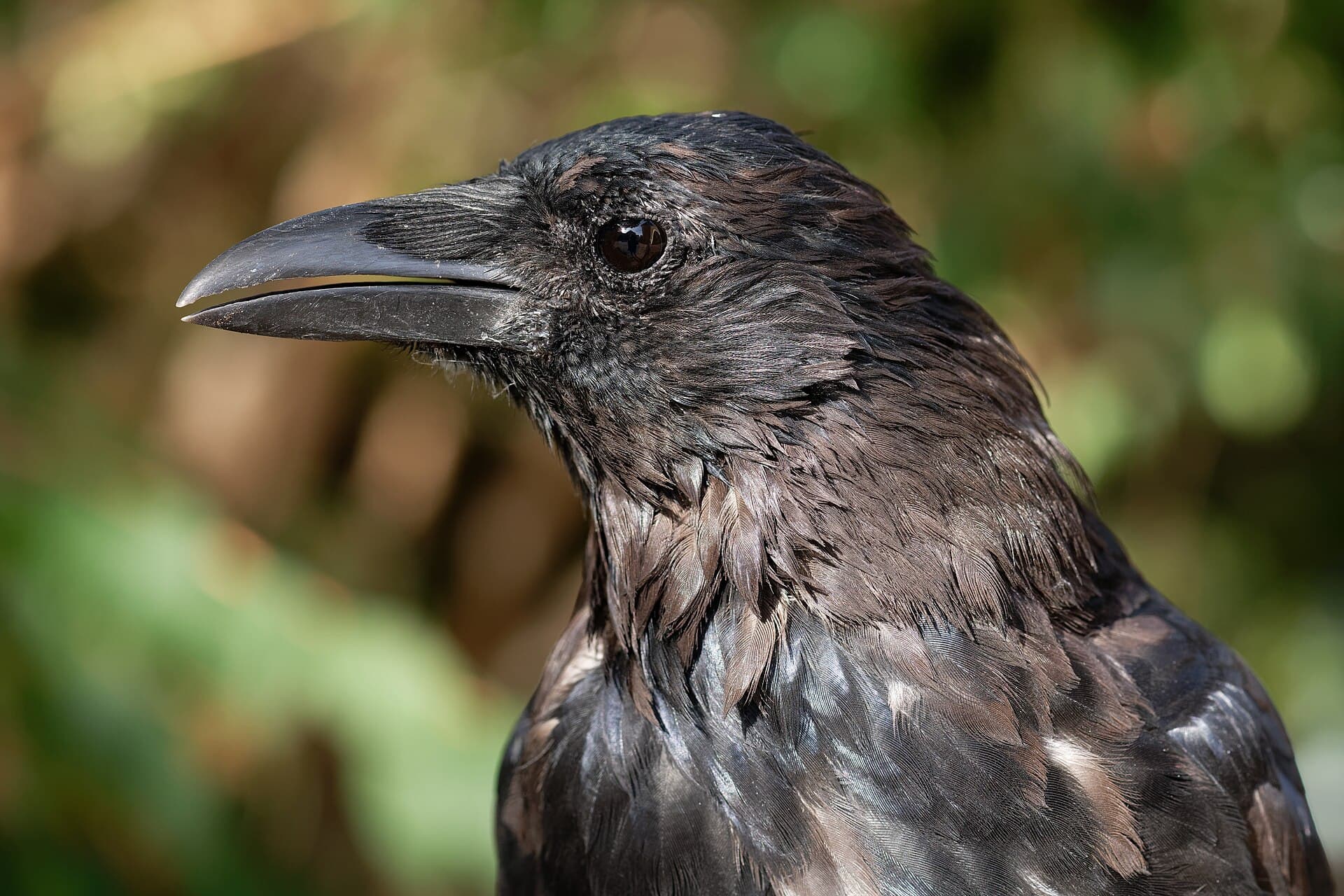 Kraai (Corvus corone) - Corvus corone Bob 20190916 t170115