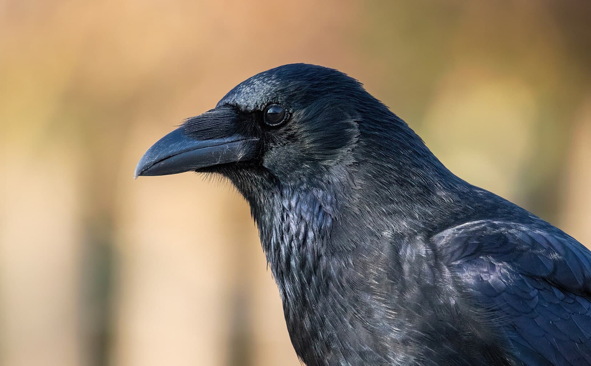 Kraai (Corvus corone) - Carrion crow (Corvus corone) head