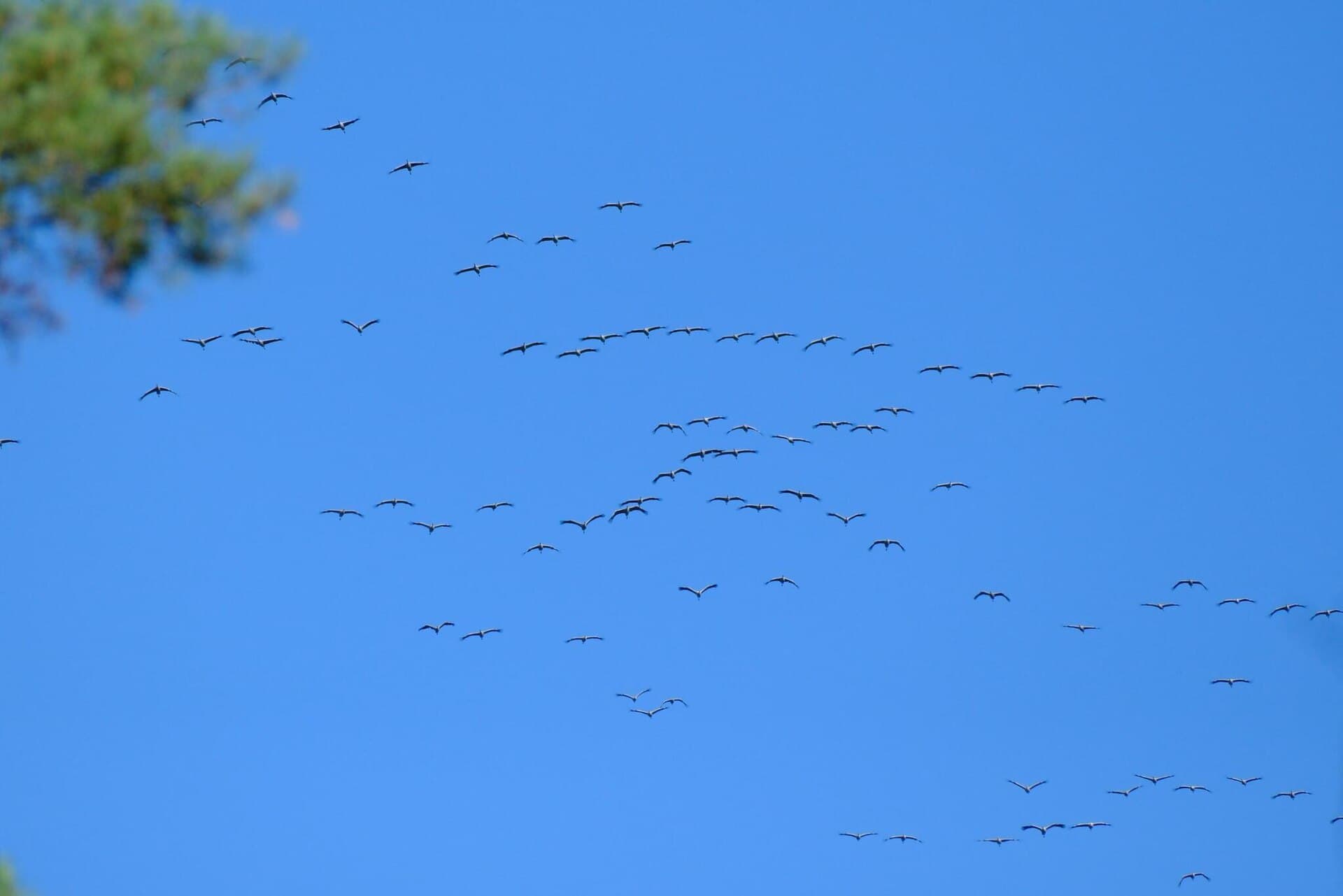 Kraanvogel (Grus grus) - Grus grus 450624017