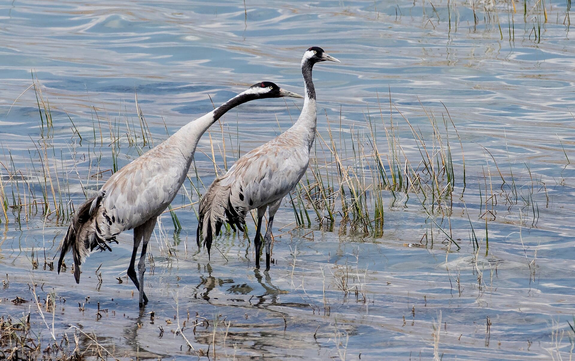 Kraanvogel (Grus grus) - Grus grus - Common Crane 04
