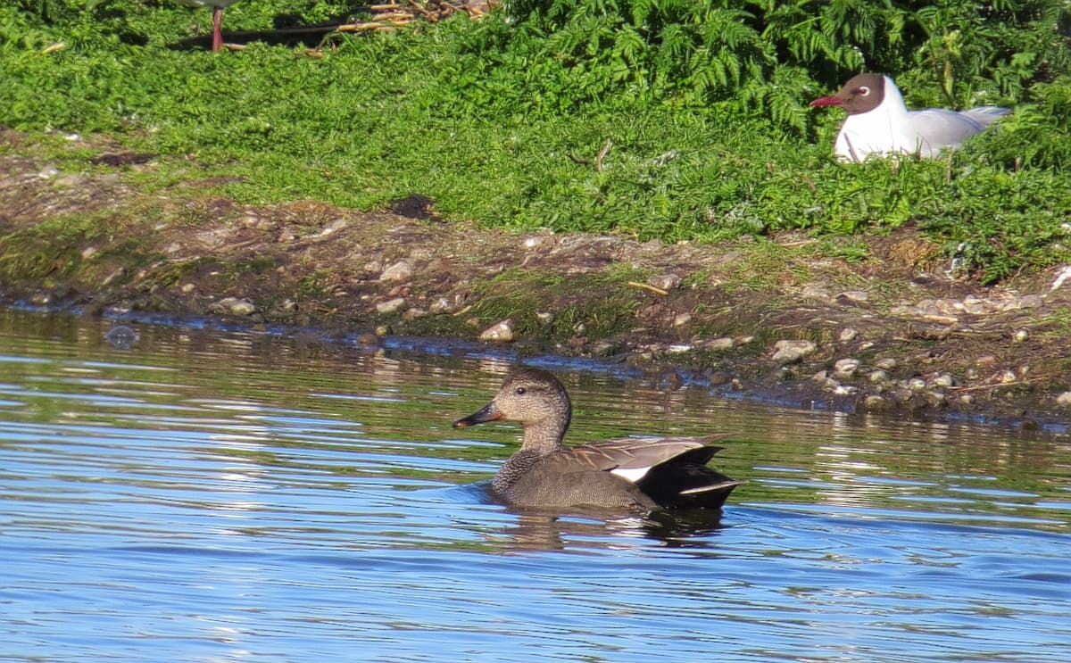 Krakeend (Mareca strepera) - Snatterand Gadwall (13945984990)