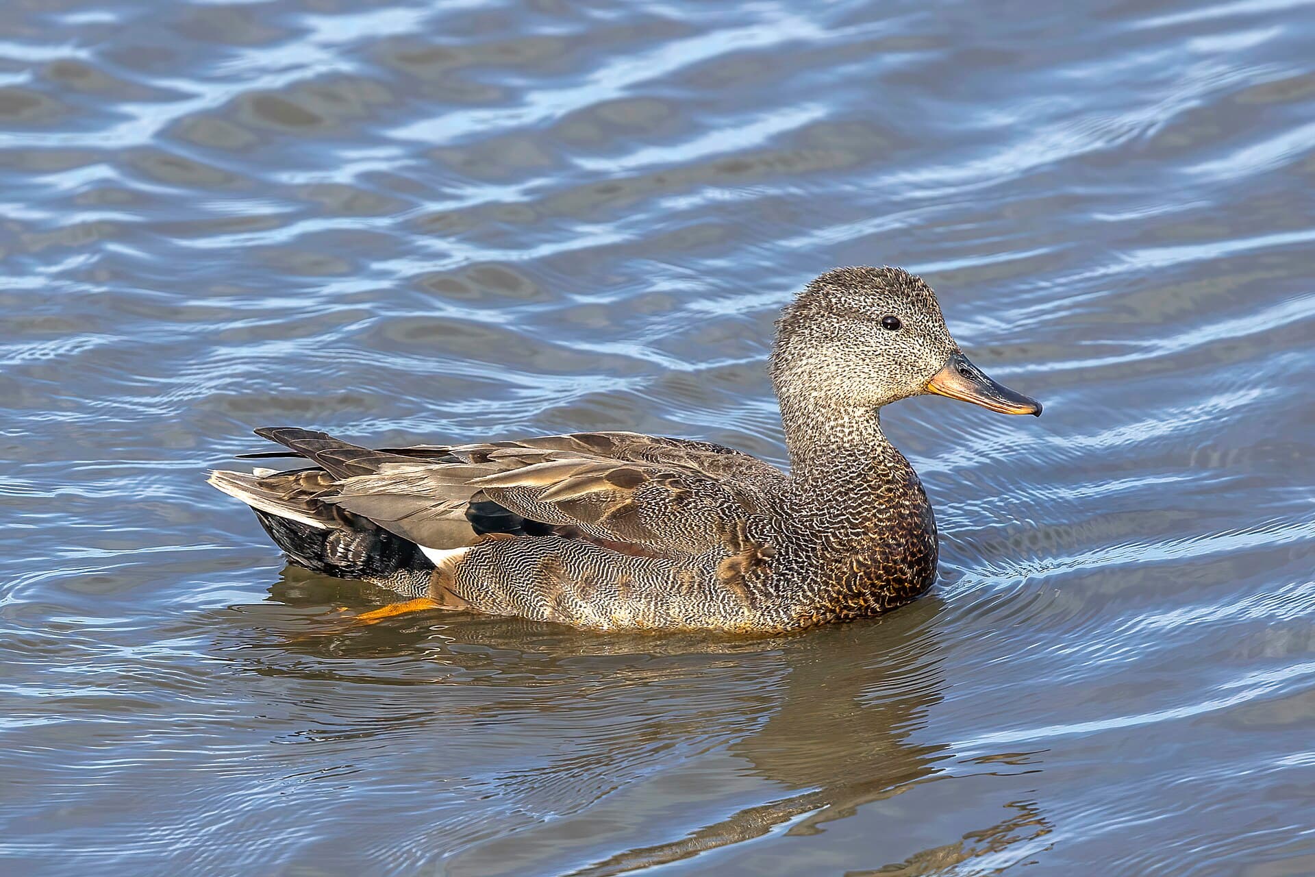 Krakeend (Mareca strepera) - Gadwall (Anas strepera) male non breeding