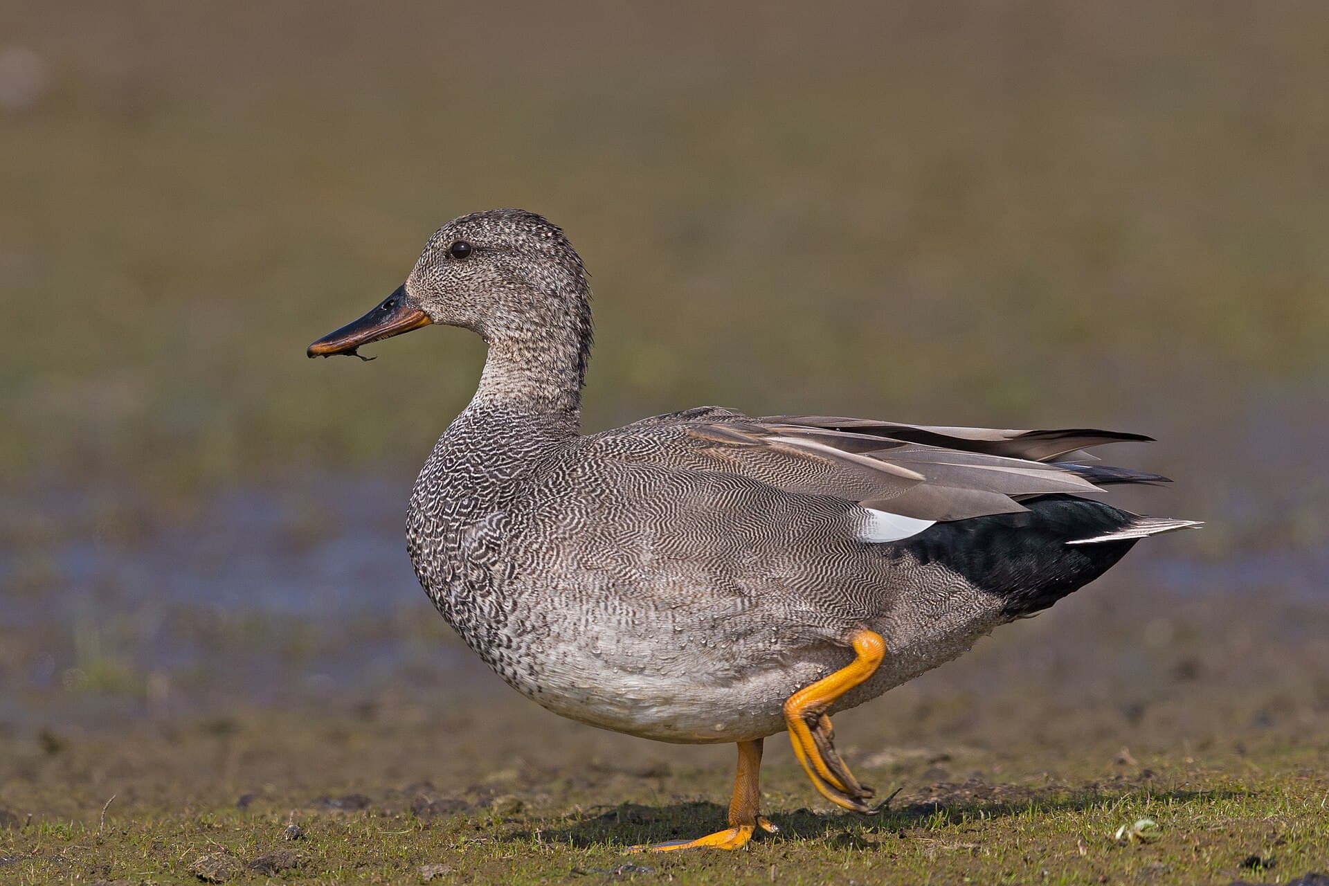Krakeend (Mareca strepera) - Gadwall-Anas-strepera