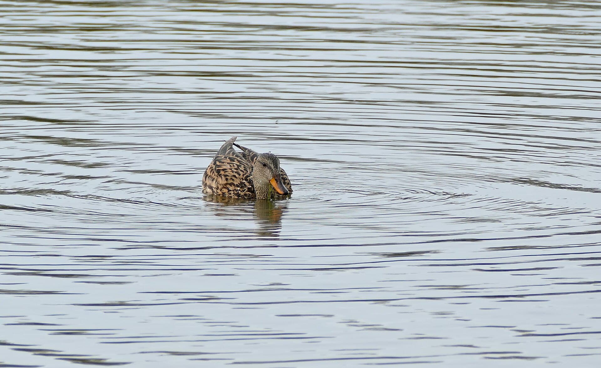 Krakeend (Mareca strepera) - Gadwall (Anas strepera) female (26159762896)