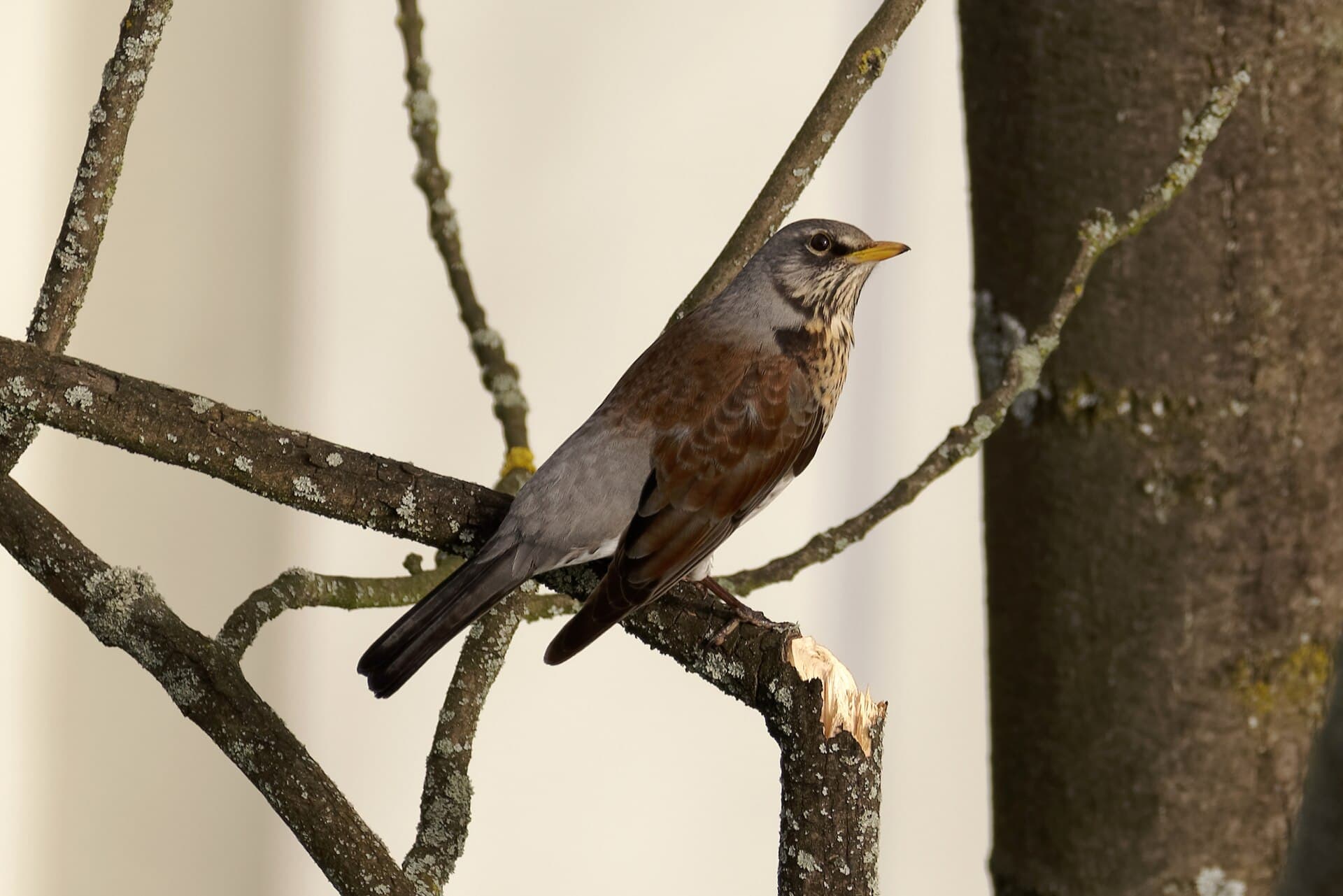 Kramsvogel (Turdus pilaris) - Kwiczoł na drzewie w Krakowie, 20240406 1018 7114