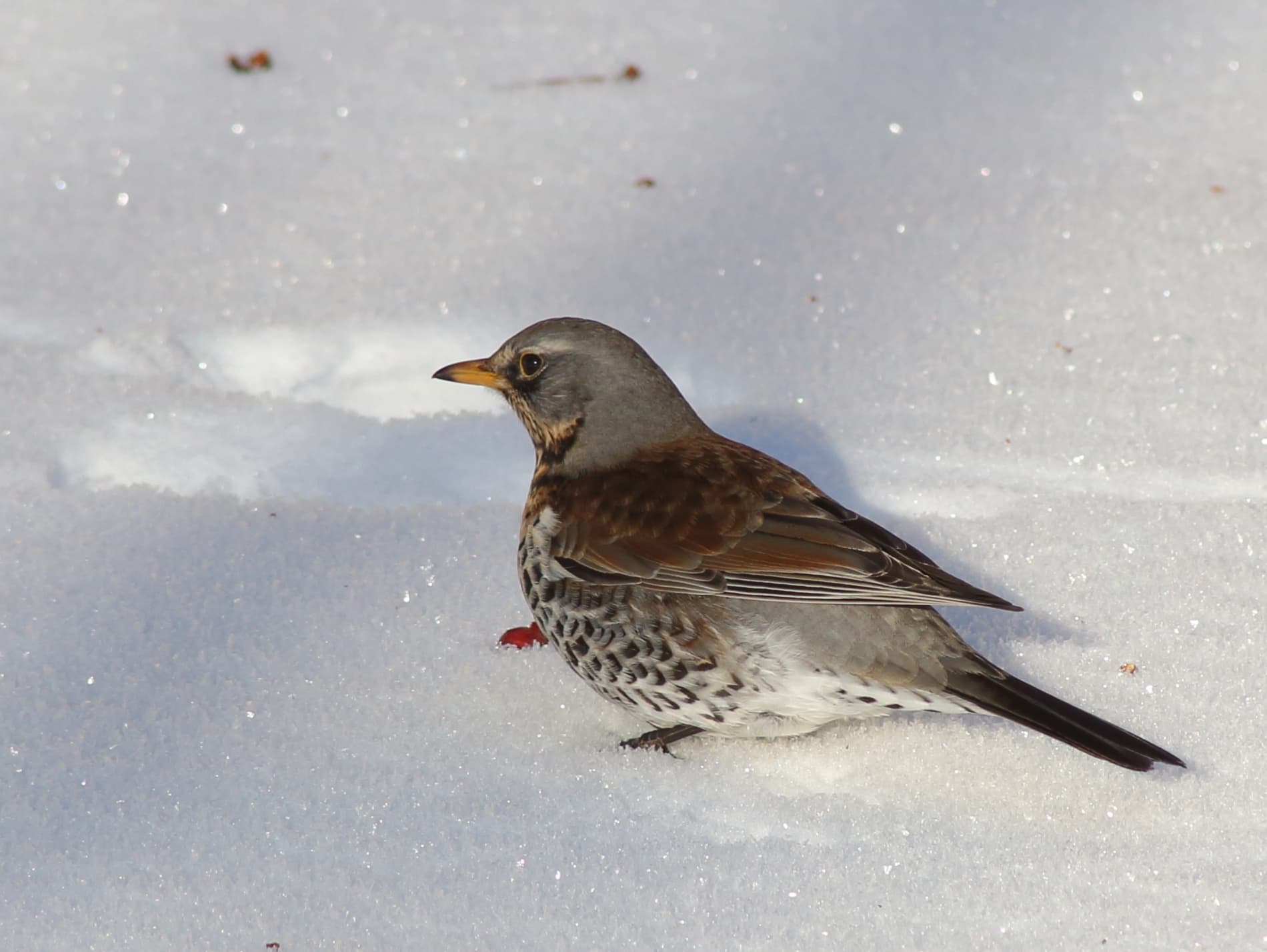 Kramsvogel (Turdus pilaris) - Turdus pilaris Oulu 20230225 05